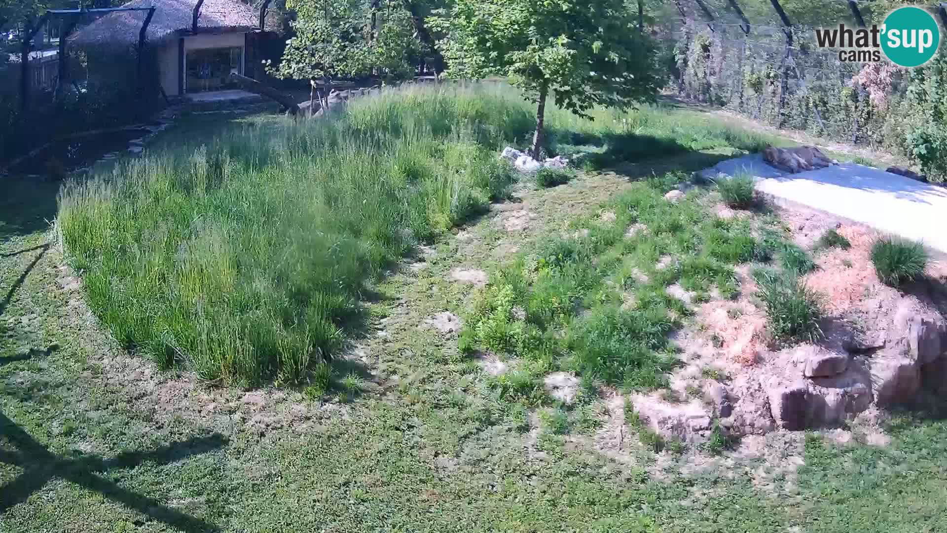 Live Ljubljana Zoo webcam Lion