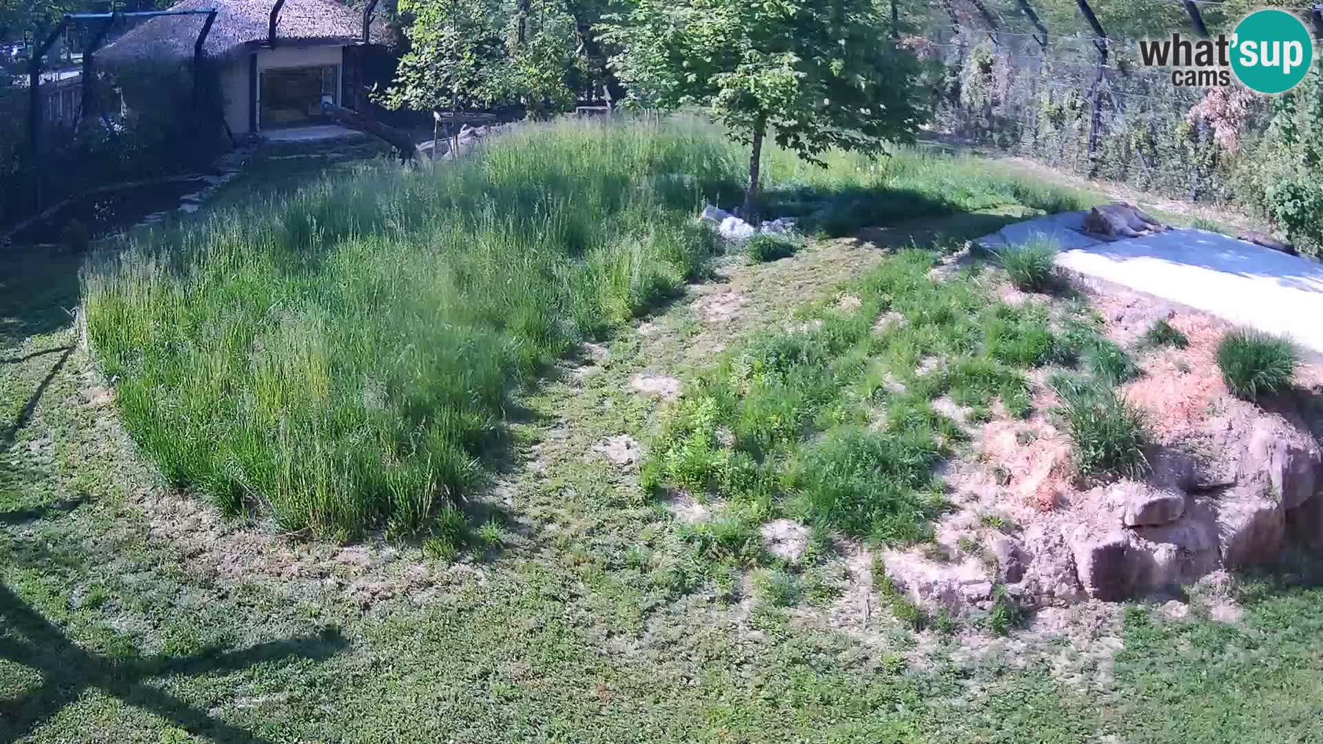 Zoo Lubiana live webcam Leoni