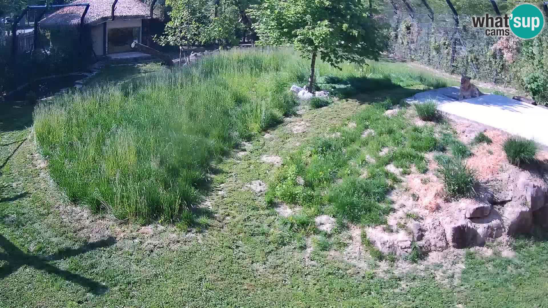 Zoo Ljubljana camera en vivo Leones