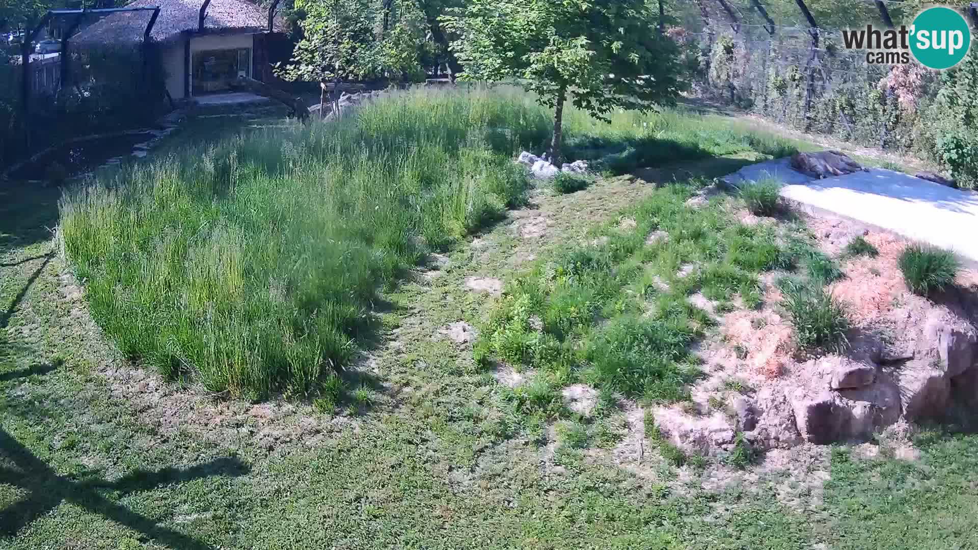 Zoo Lubiana live webcam Leoni