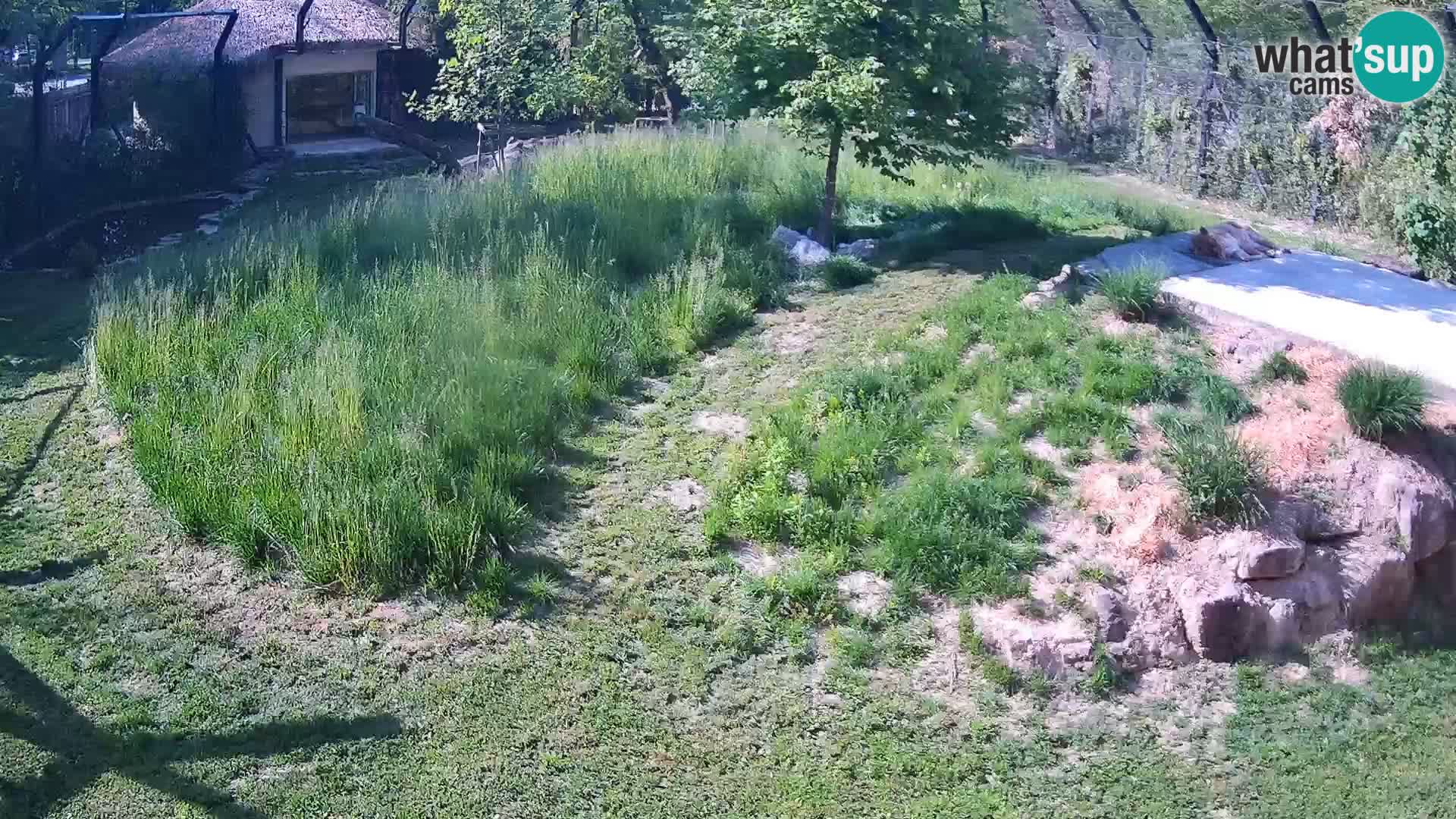Zoo Ljubljana web kamera Lavovi