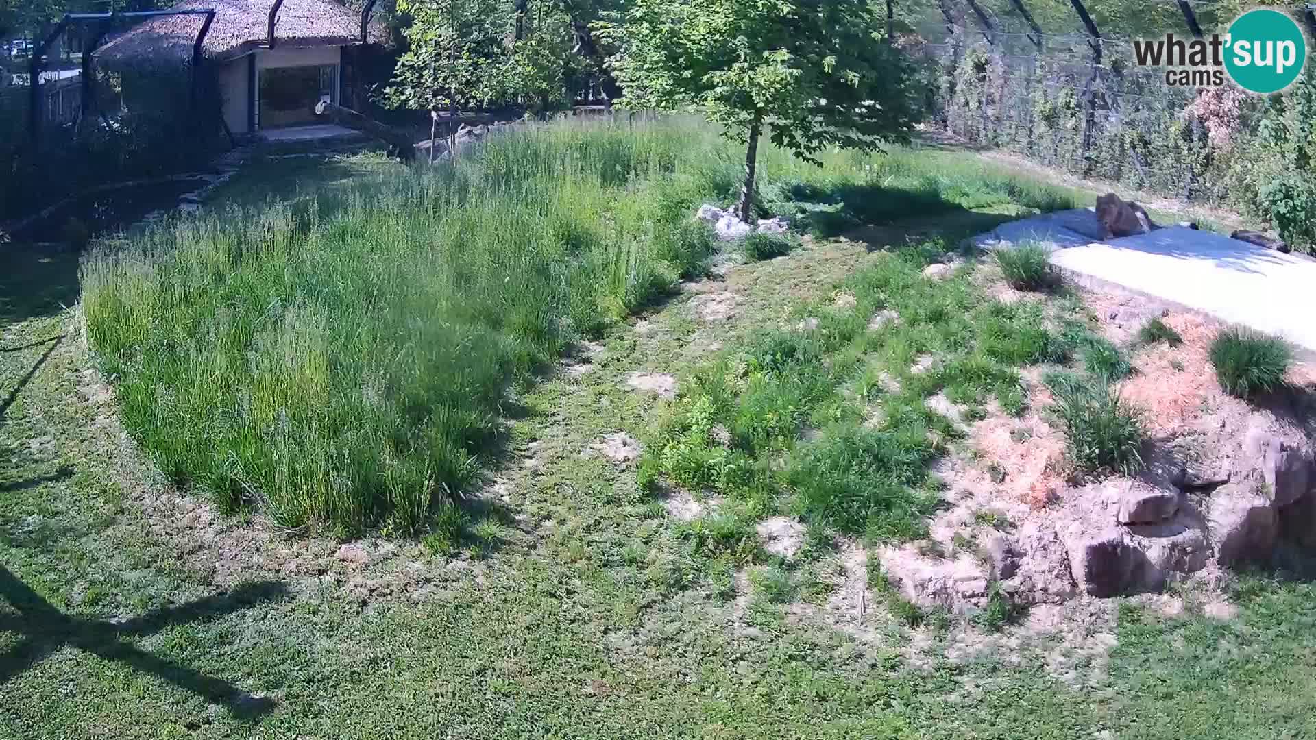 Zoo Lubiana live webcam Leoni