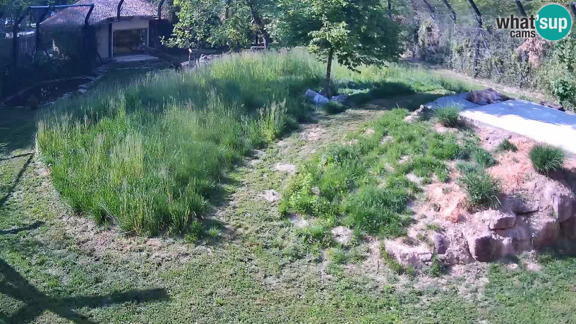 Zoo Lubiana live webcam Leoni