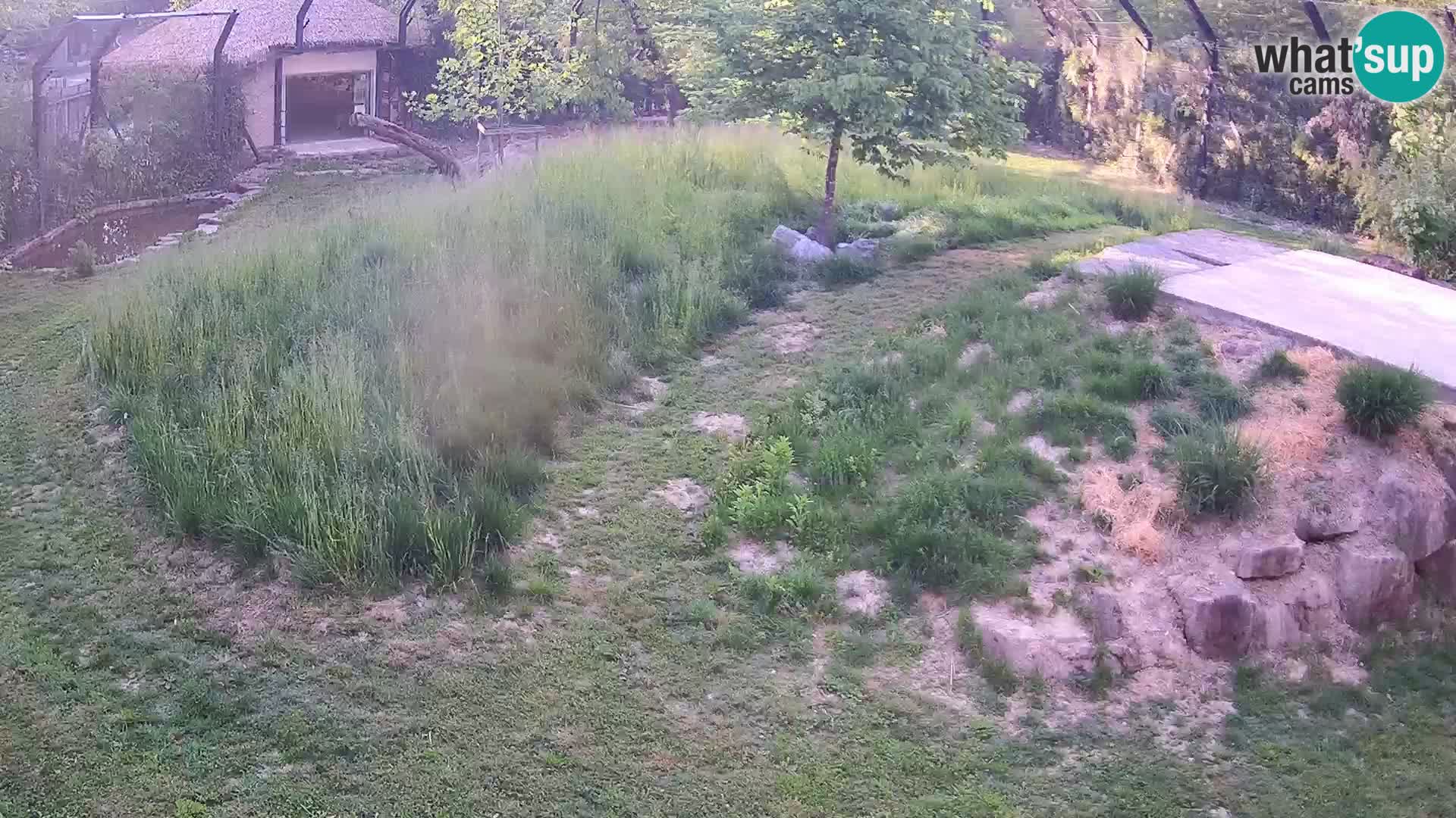 Zoo Ljubljana webcam Löwen