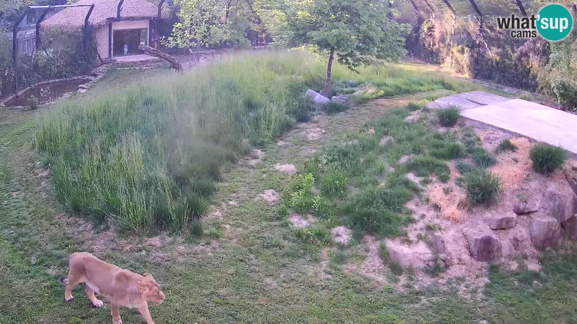 Zoo Ljubljana webcam Löwen