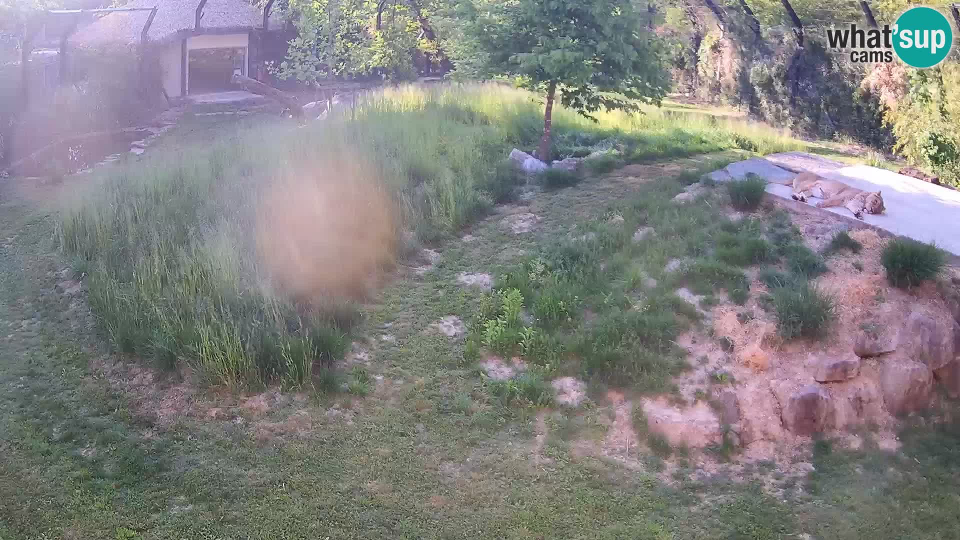 Zoo Ljubljana webcam Löwen