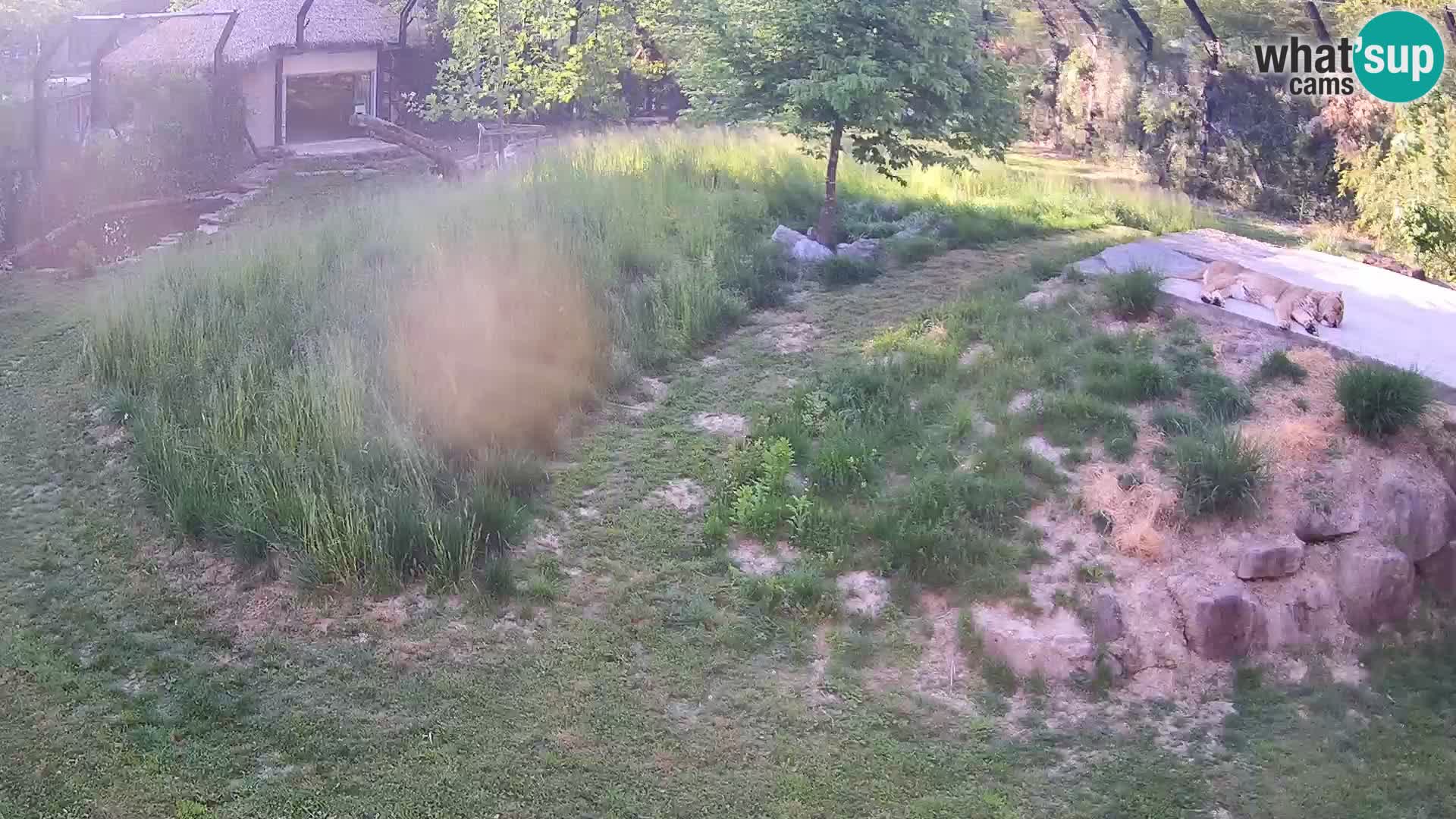 Zoo Lubiana live webcam Leoni