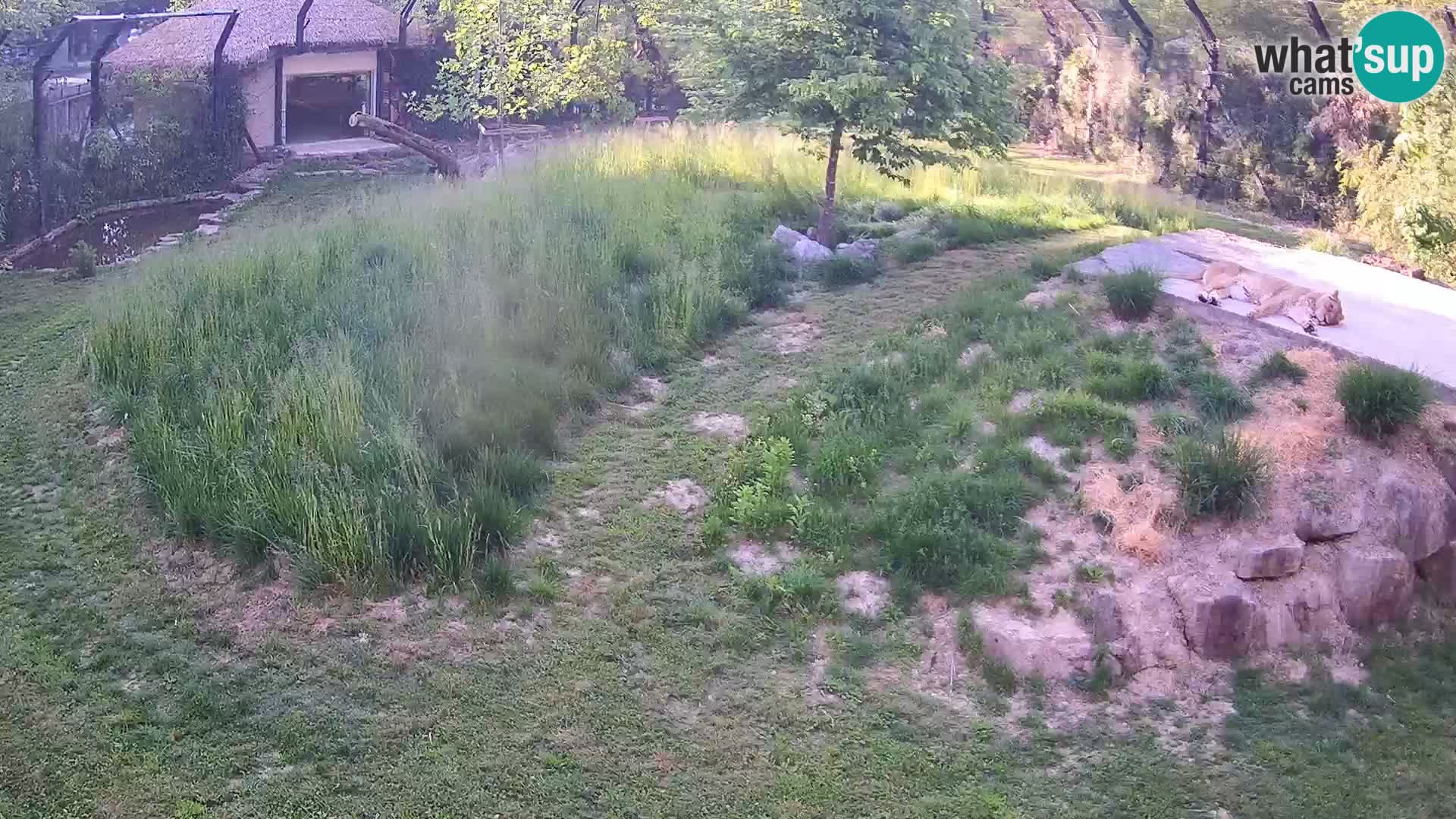Ljubljana Zoo webcam Lion