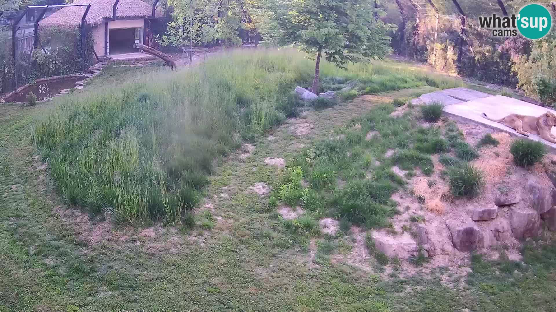 Ljubljana Zoo webcam Lion