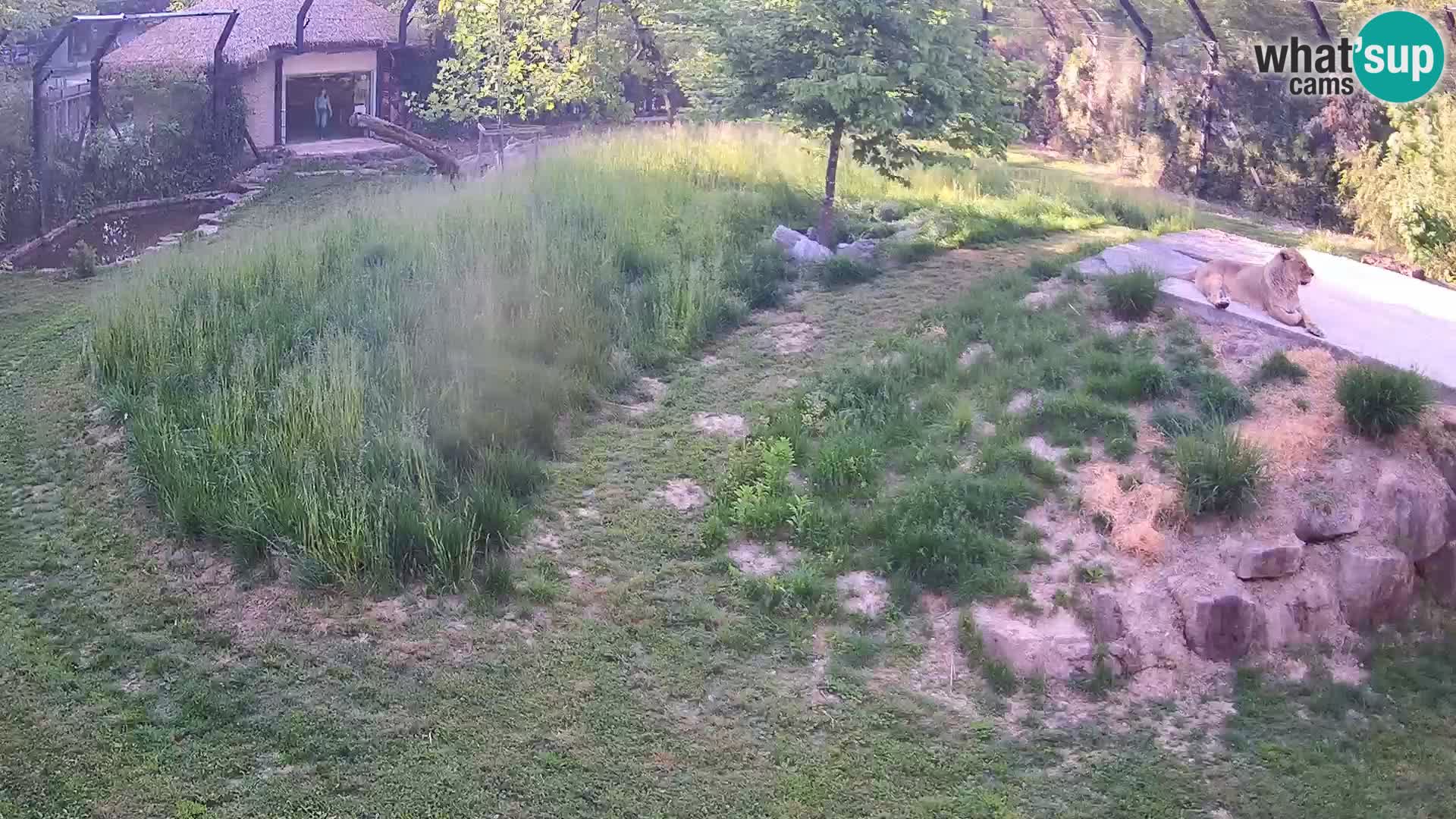 Zoo Ljubljana webcam Löwen