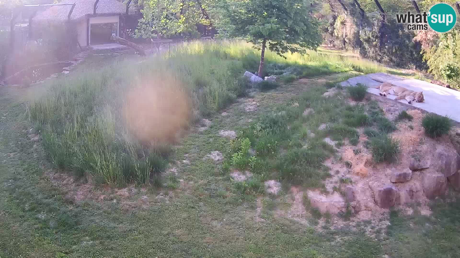 Live Ljubljana Zoo webcam Lion