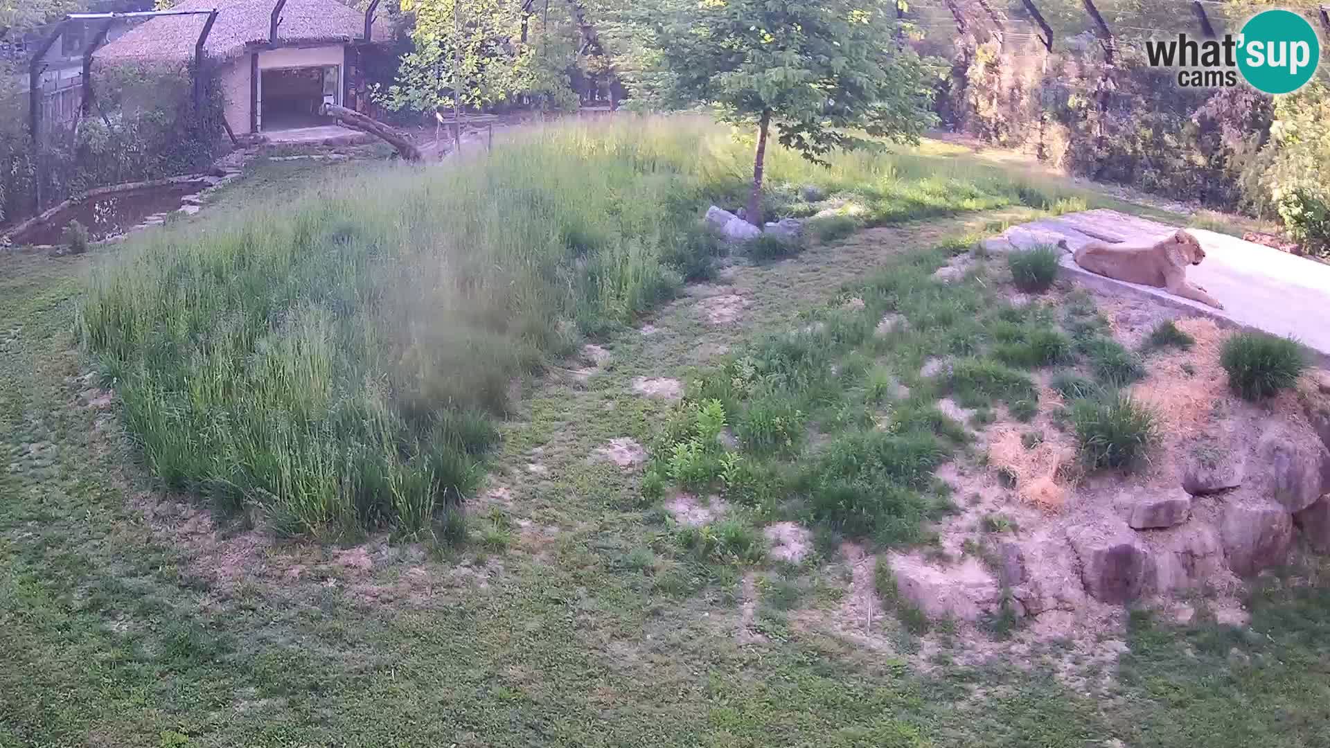 Live Ljubljana Zoo webcam Lion