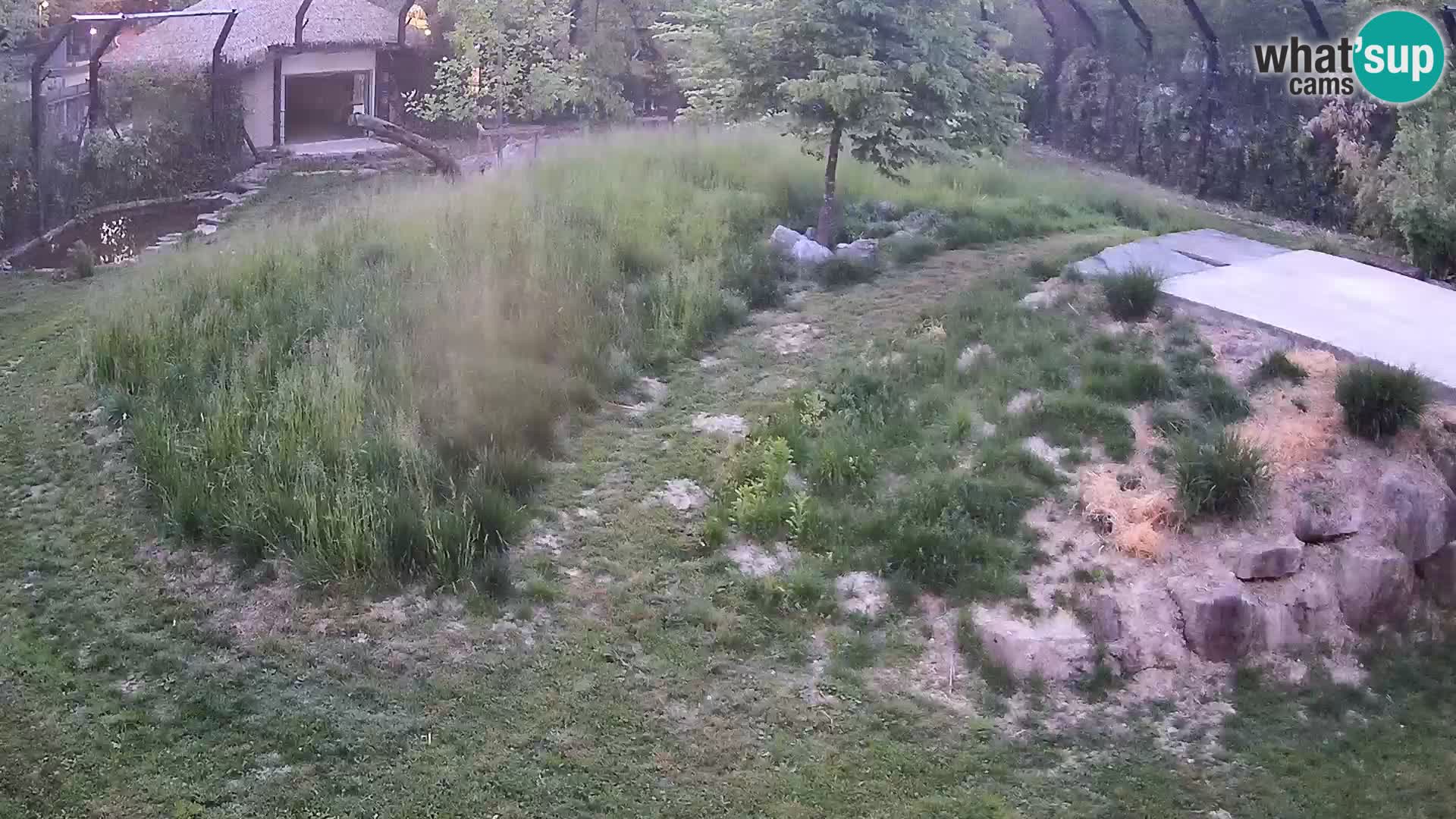 Live Ljubljana Zoo webcam Lion