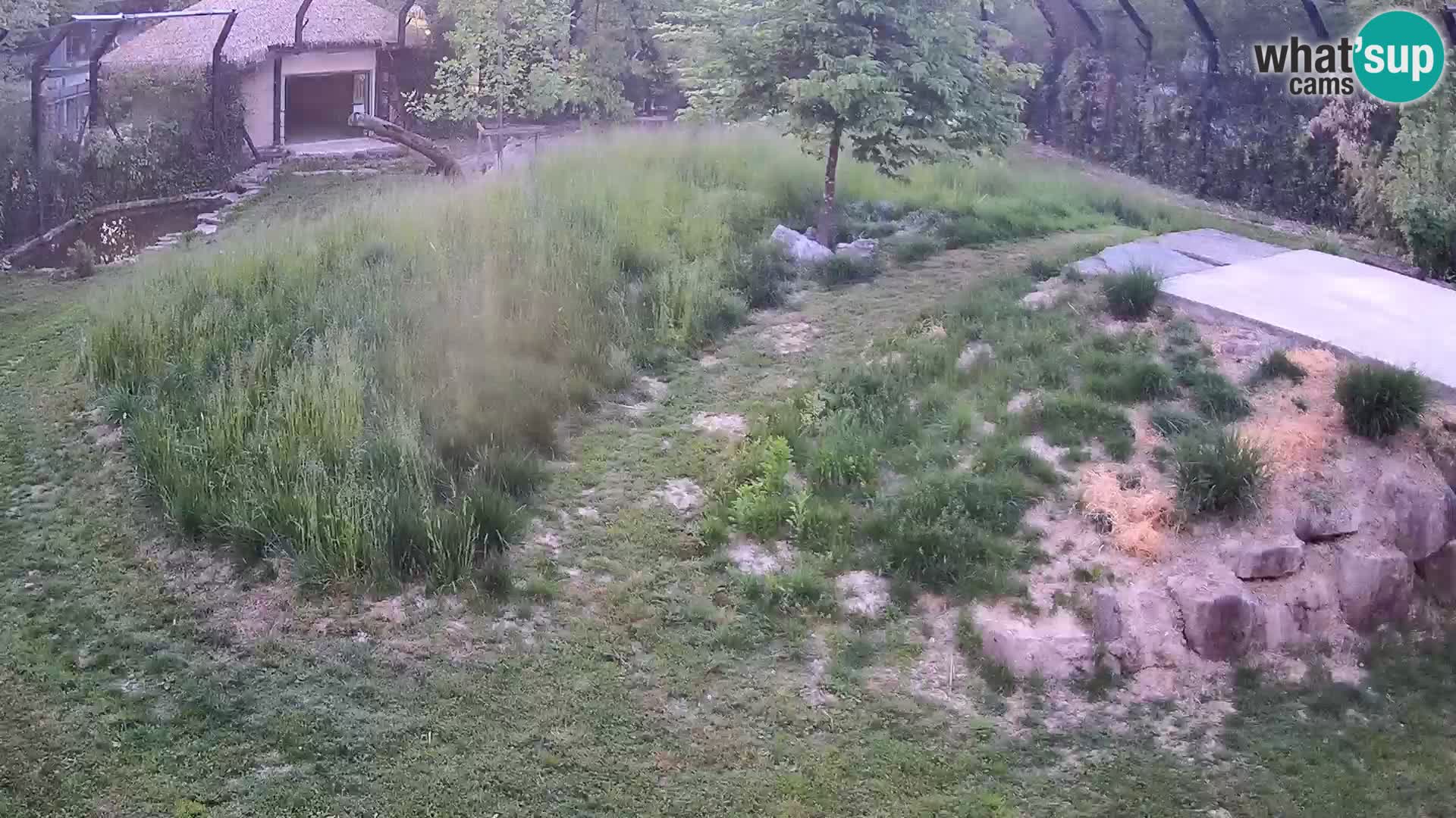 Zoo Ljubljana web kamera Lavovi