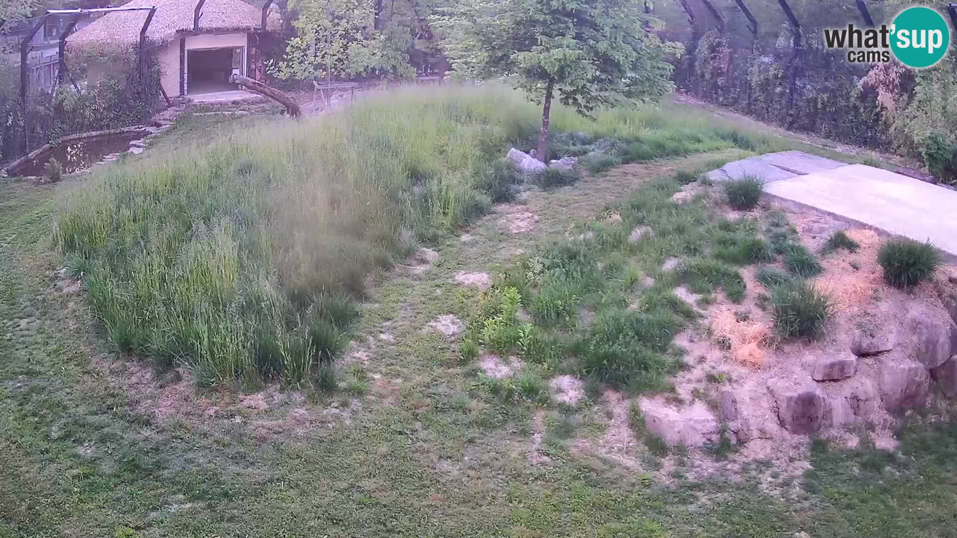 Zoo Lubiana live webcam Leoni