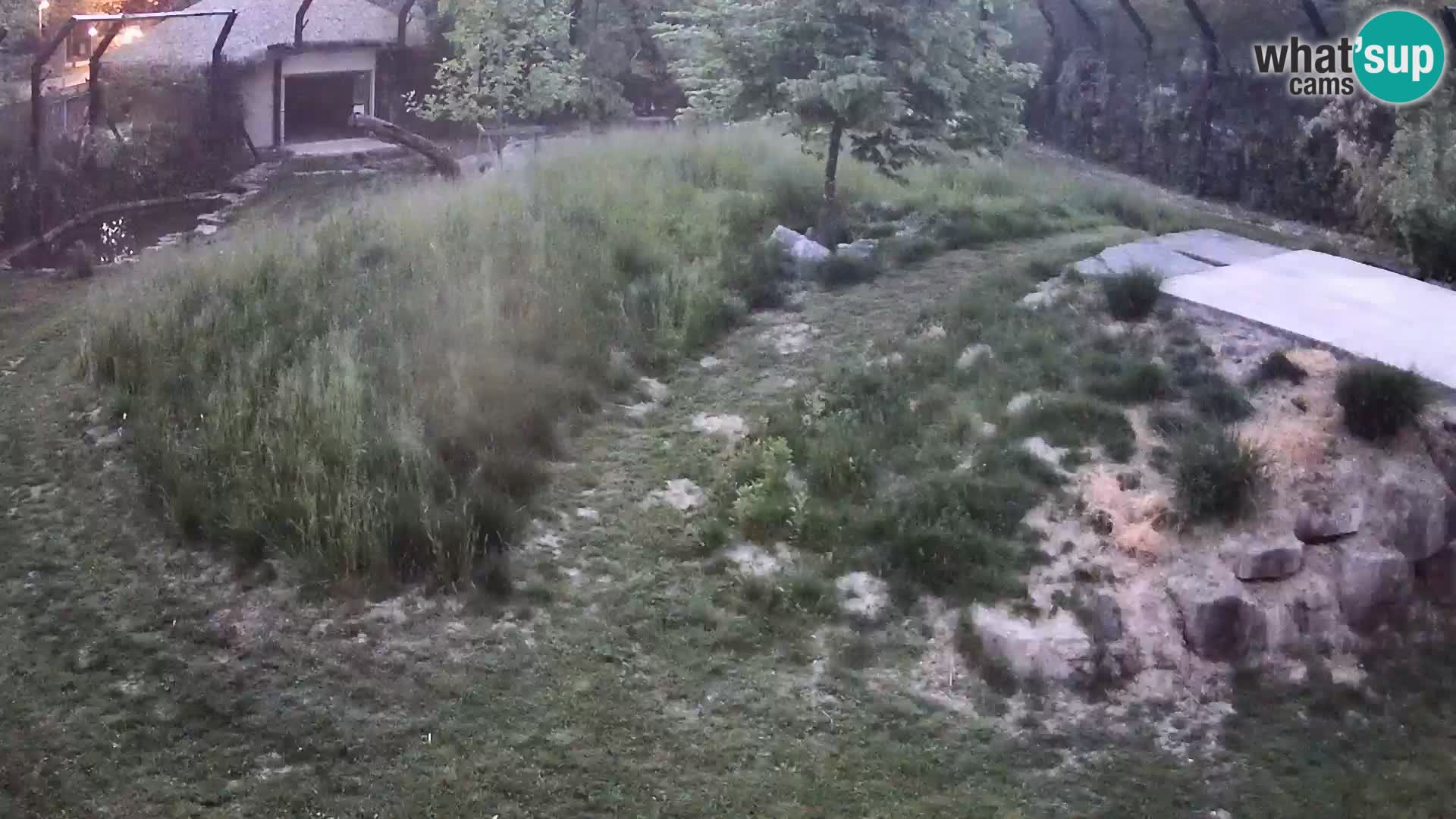Zoo Lubiana live webcam Leoni