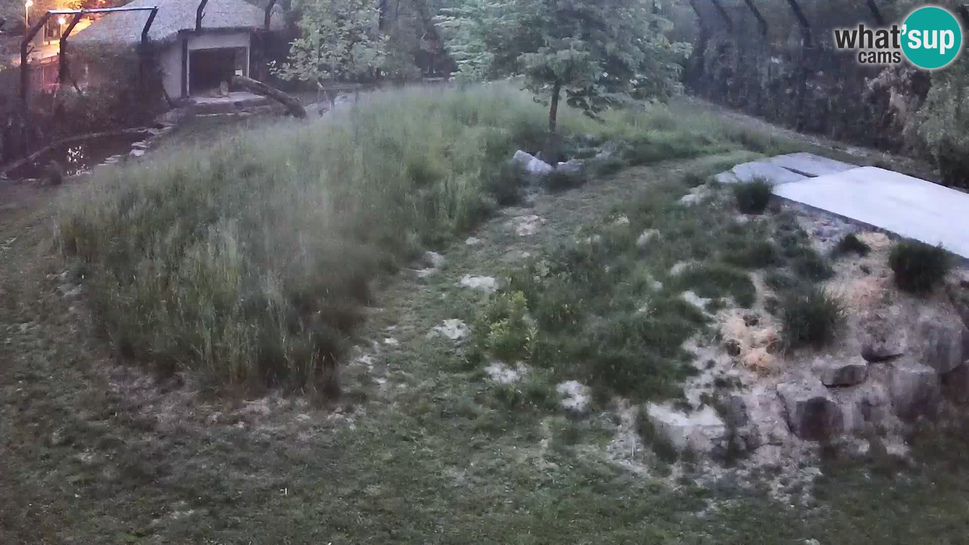 Zoo Ljubljana web kamera Lavovi