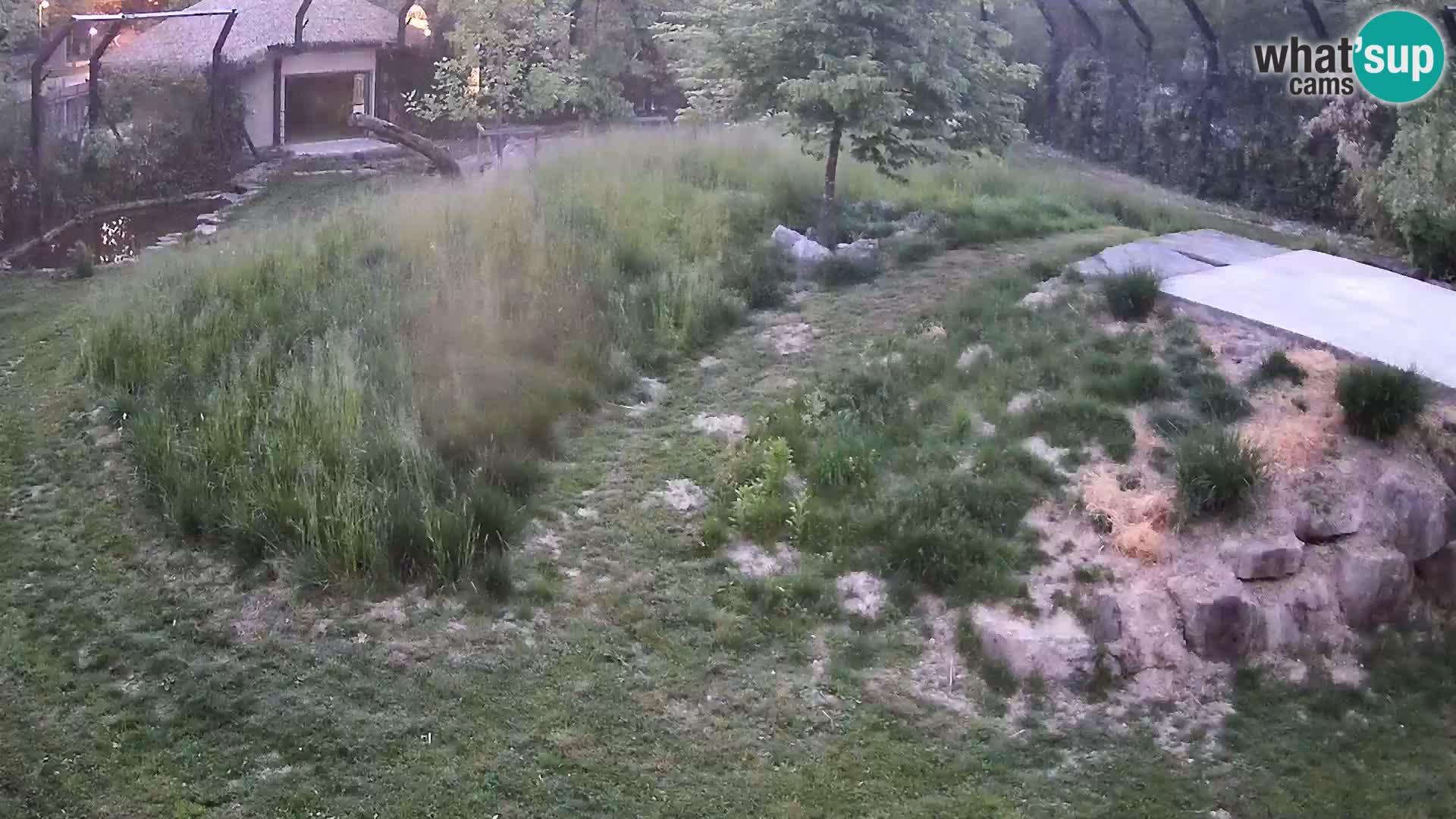 Zoo Lubiana live webcam Leoni