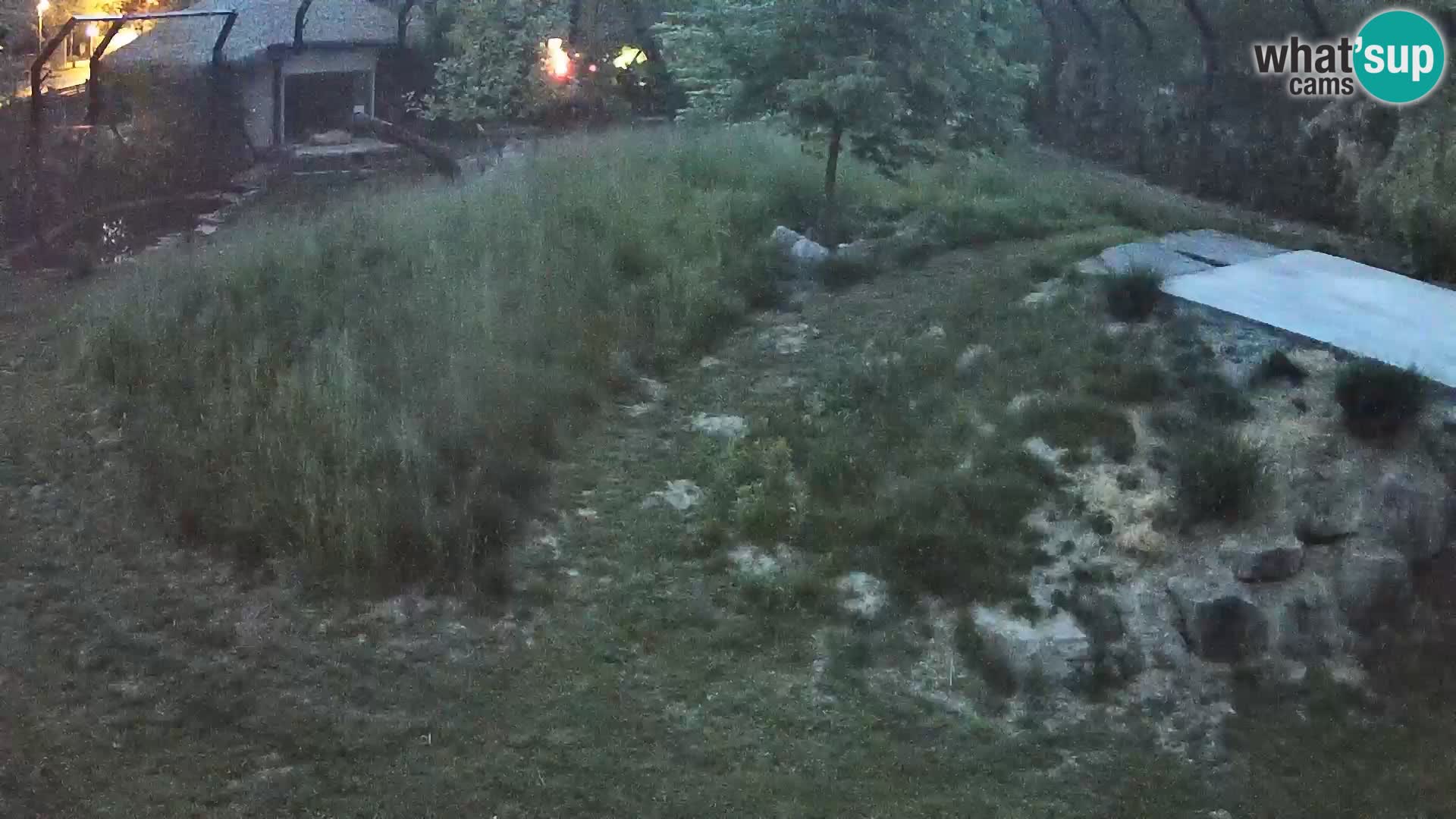 Zoo Ljubljana web kamera Lavovi