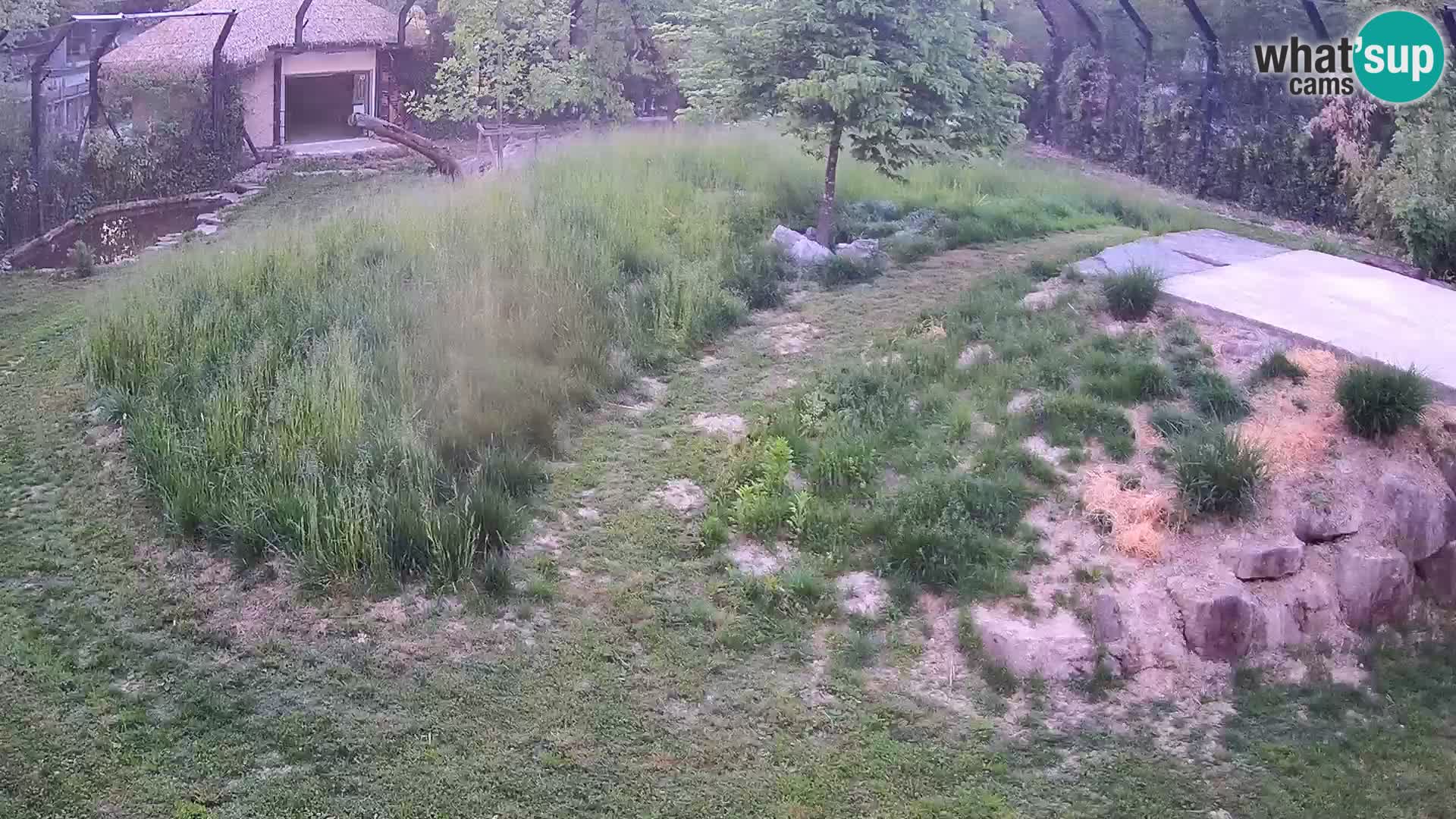 Ljubljana Zoo webcam Lion