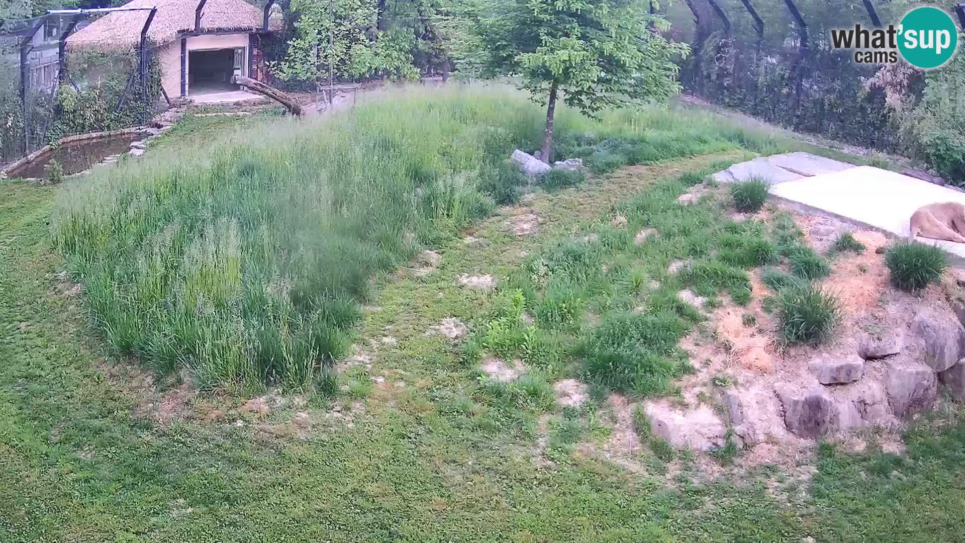 Zoo Ljubljana webcam Löwen