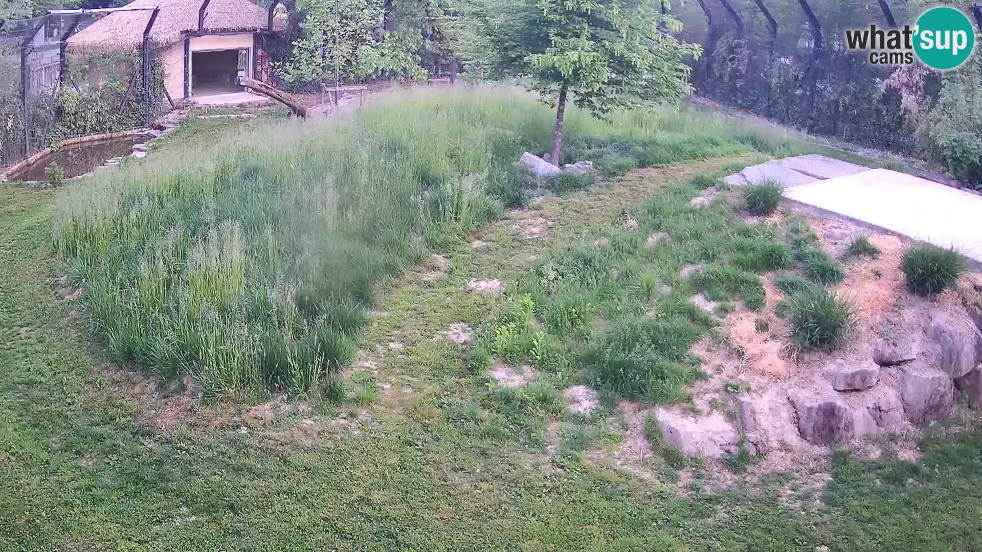 Live Ljubljana Zoo webcam Lion