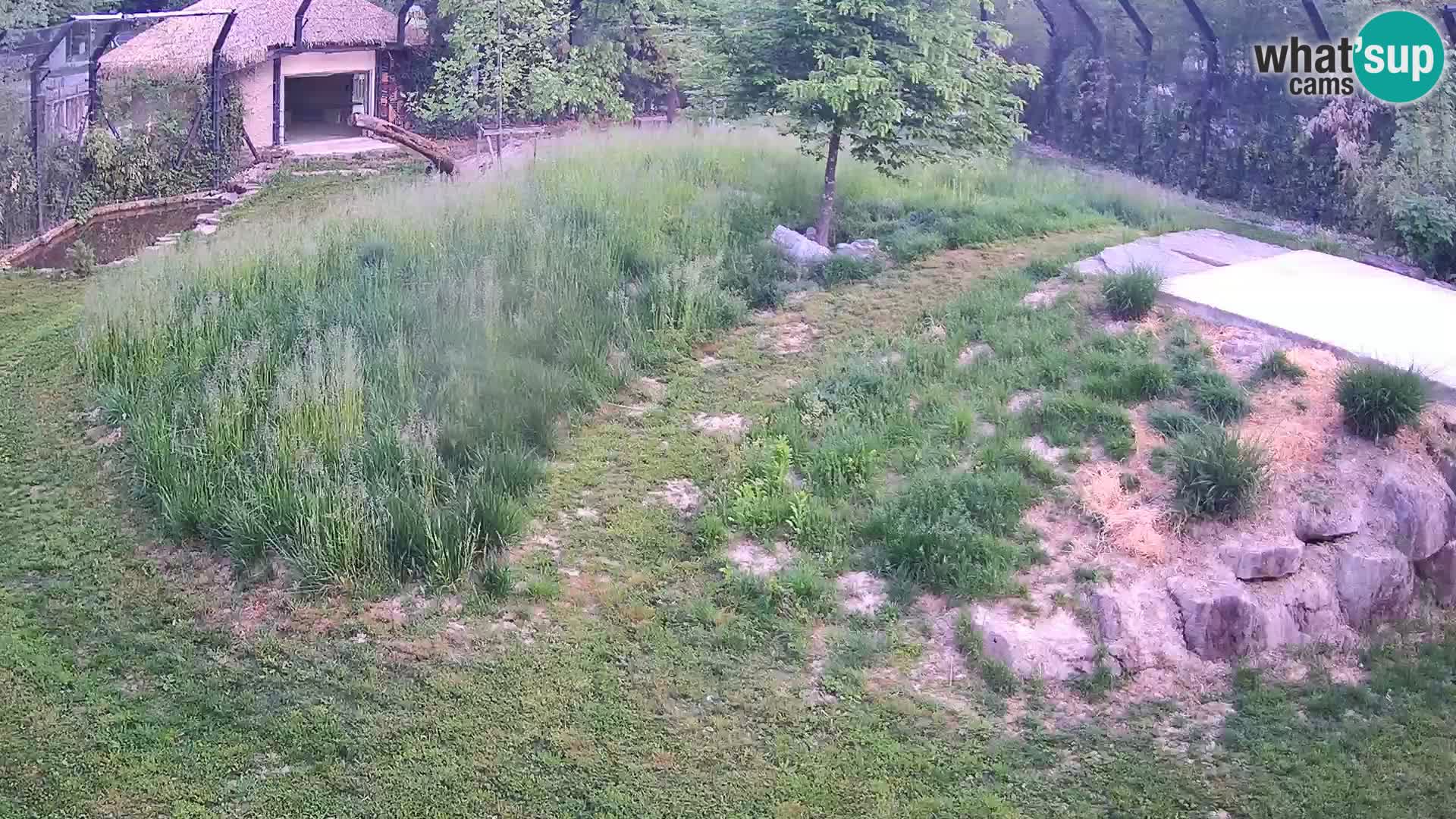 Live Ljubljana Zoo webcam Lion