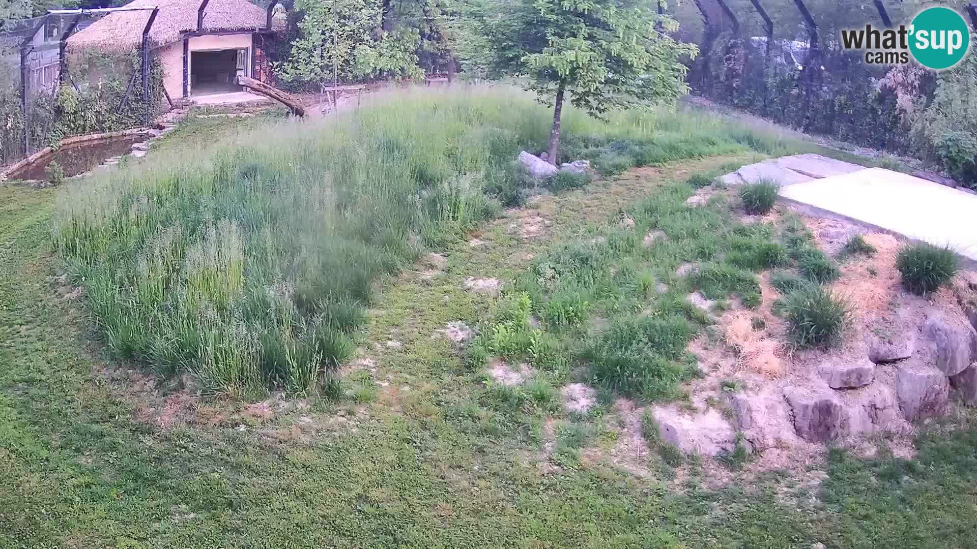Zoo Ljubljana camera en vivo Leones