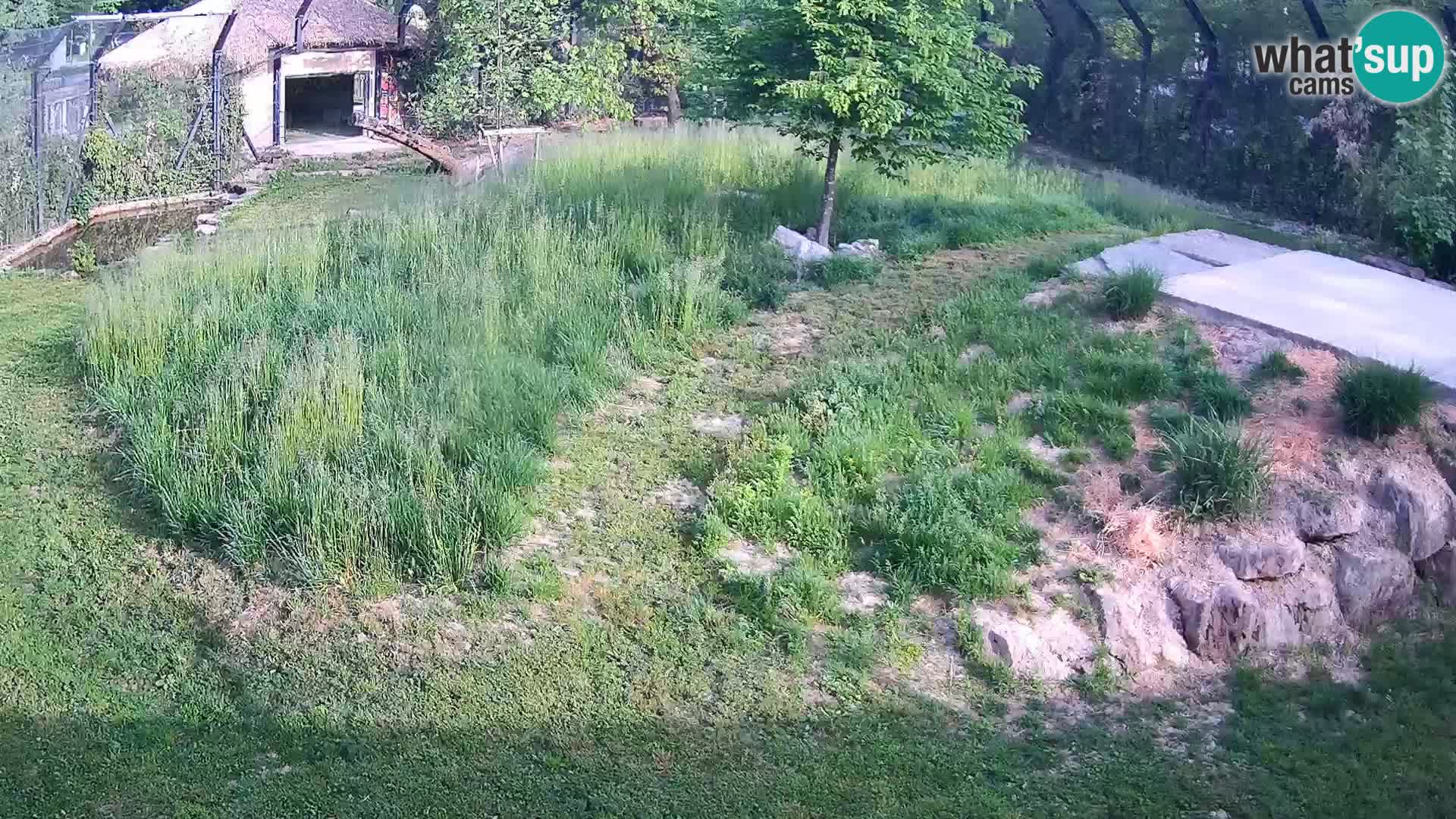 Zoo Ljubljana webcam Löwen