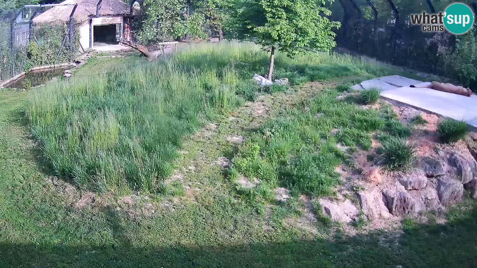 Zoo Ljubljana web kamera Lavovi