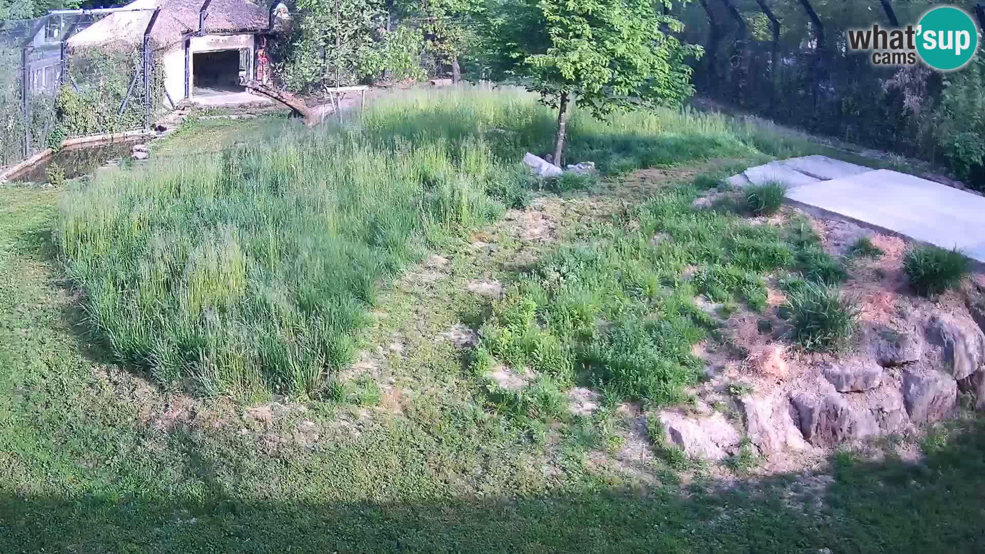 Zoo Ljubljana camera en vivo Leones