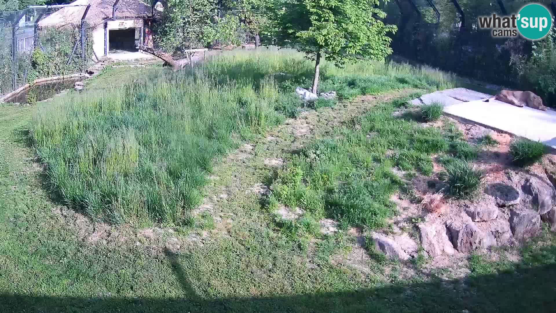 Live Ljubljana Zoo webcam Lion