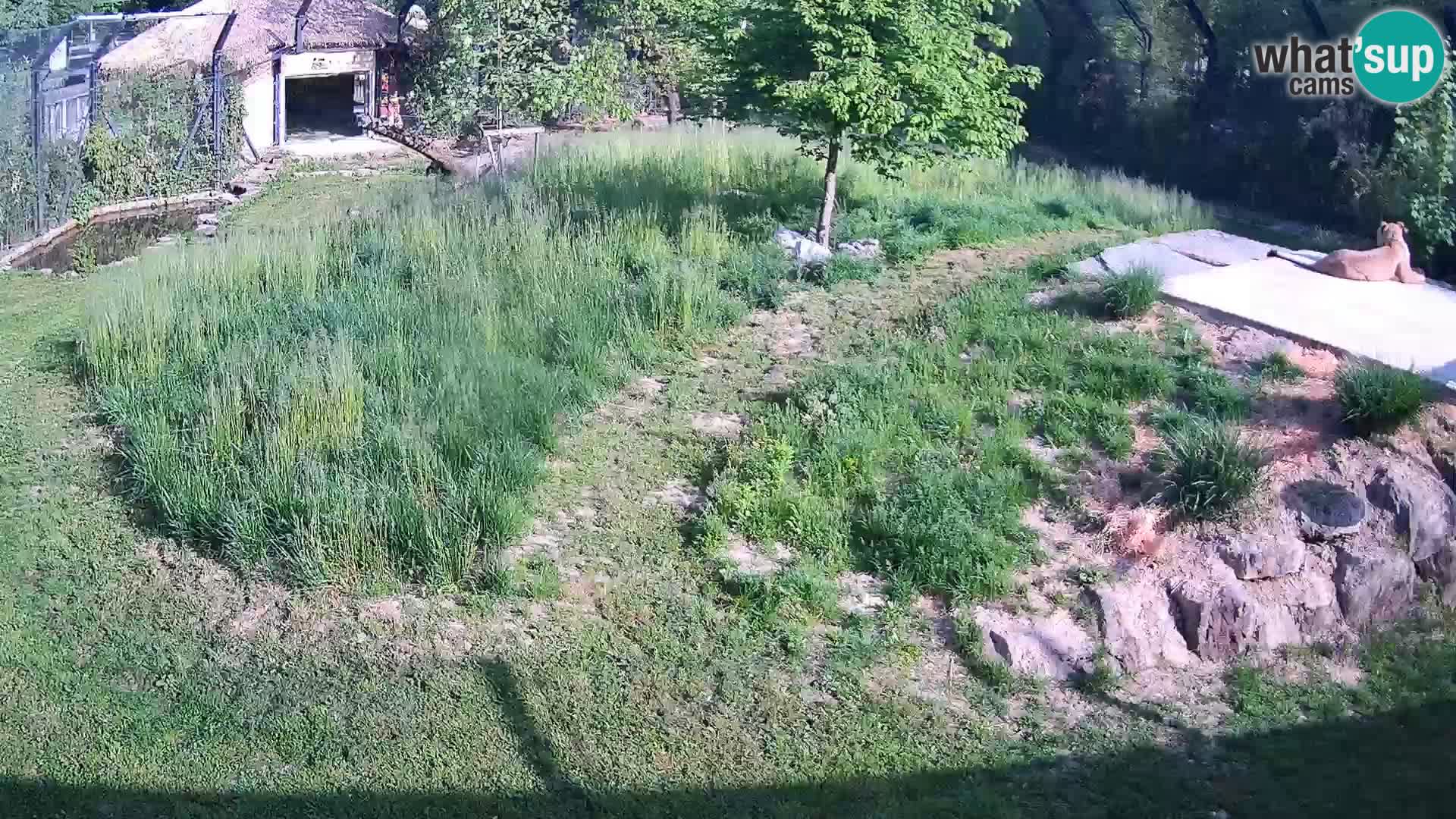 Zoo Ljubljana webcam Löwen