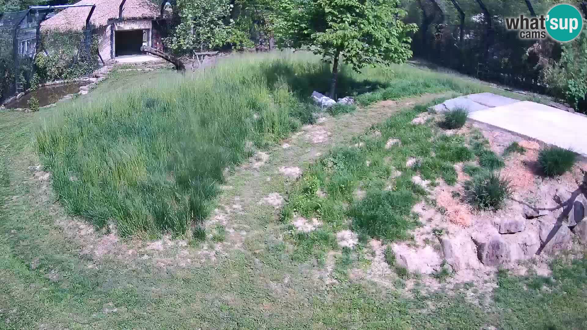 Zoo Ljubljana camera en vivo Leones