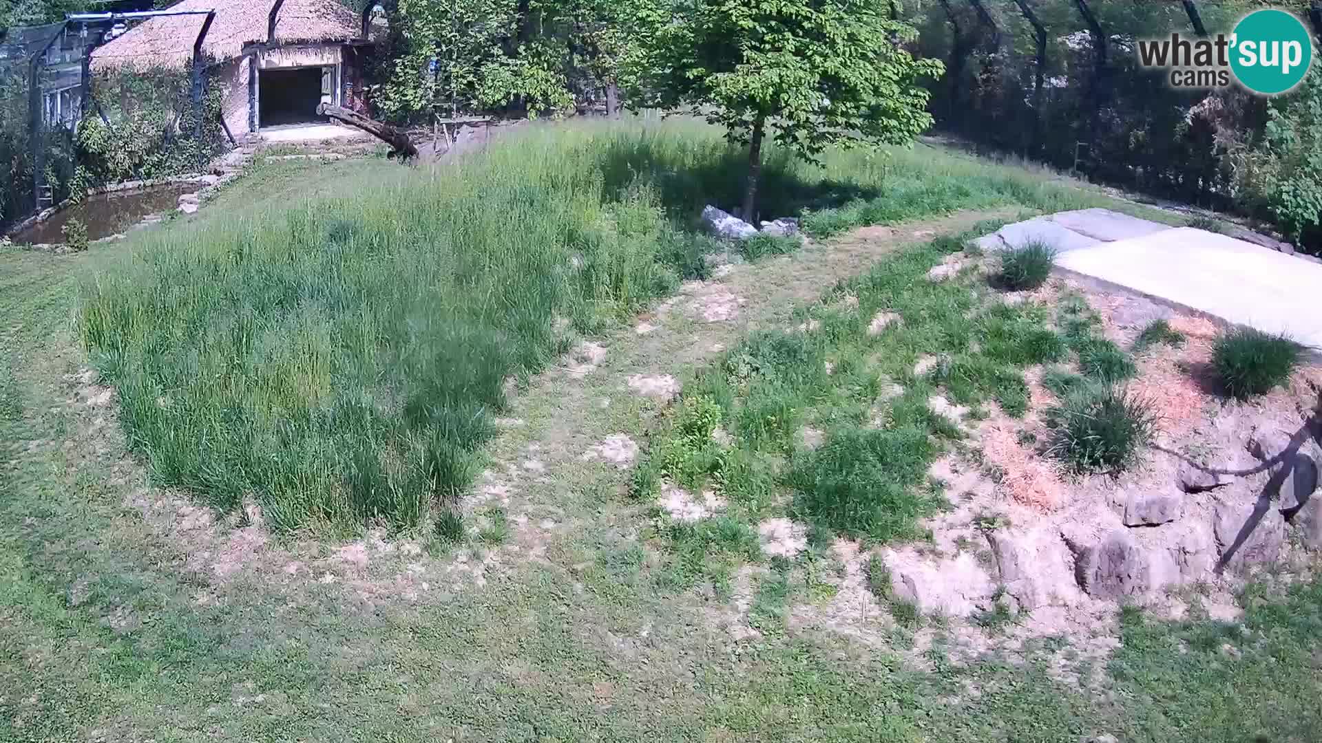 Live Ljubljana Zoo webcam Lion