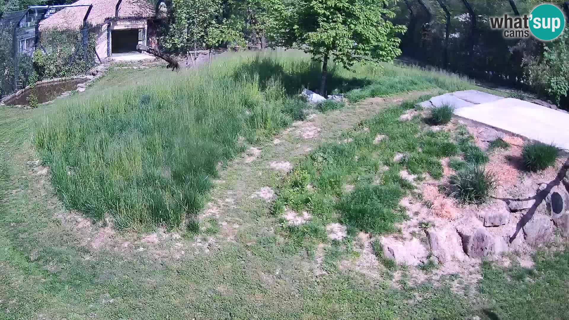 Live Ljubljana Zoo webcam Lion