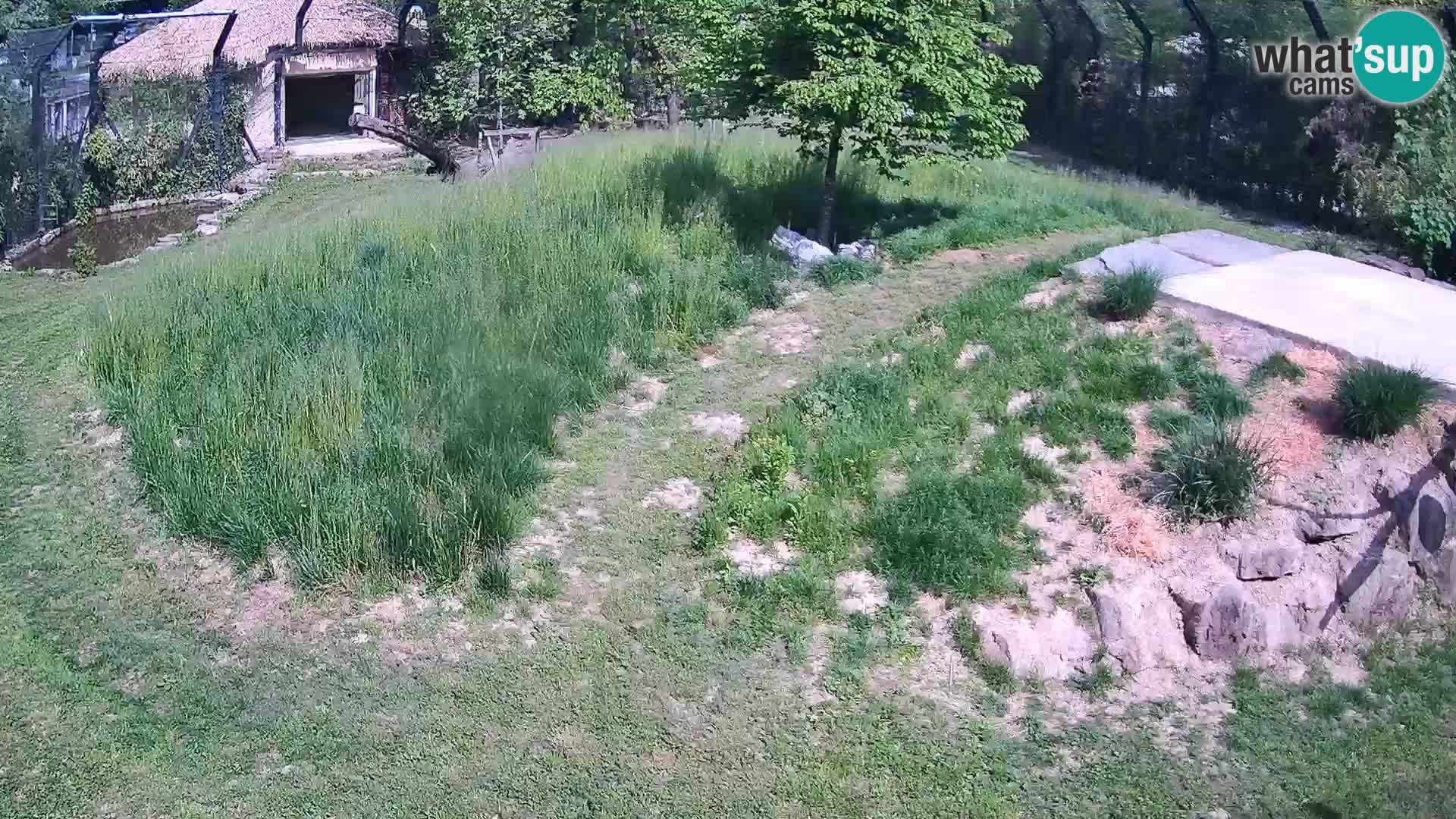 Ljubljana Zoo webcam Lion