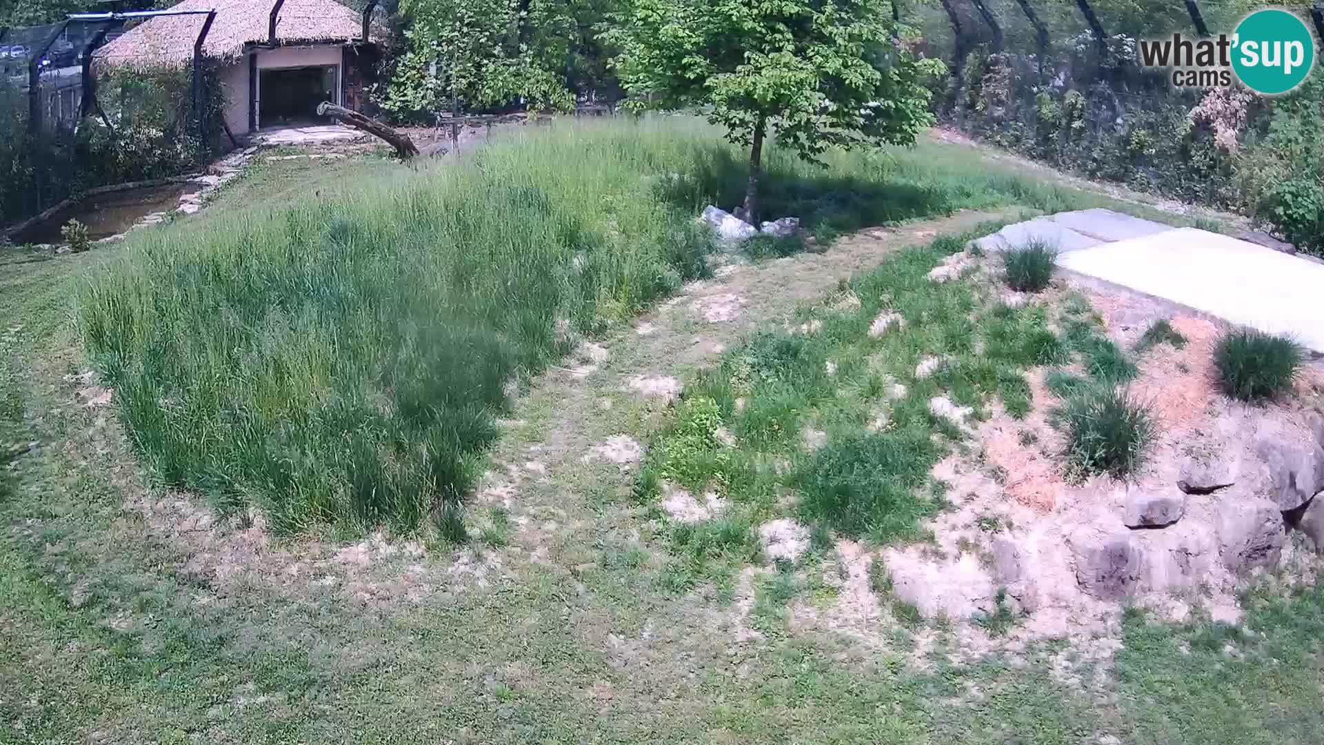 Zoo Ljubljana camera en vivo Leones