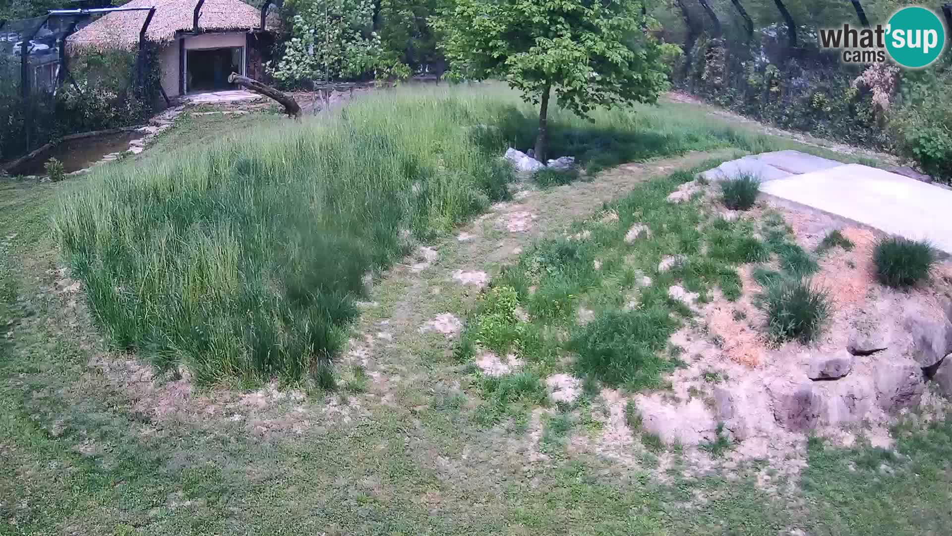 Ljubljana Zoo webcam Lion