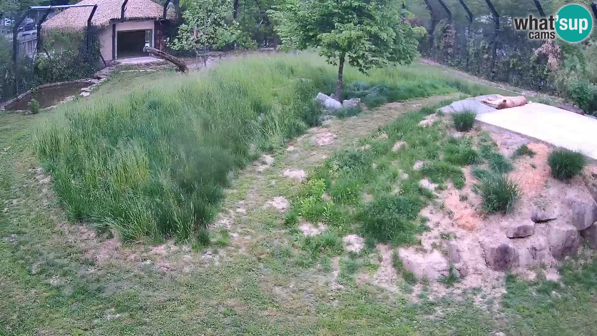Zoo Lubiana live webcam Leoni
