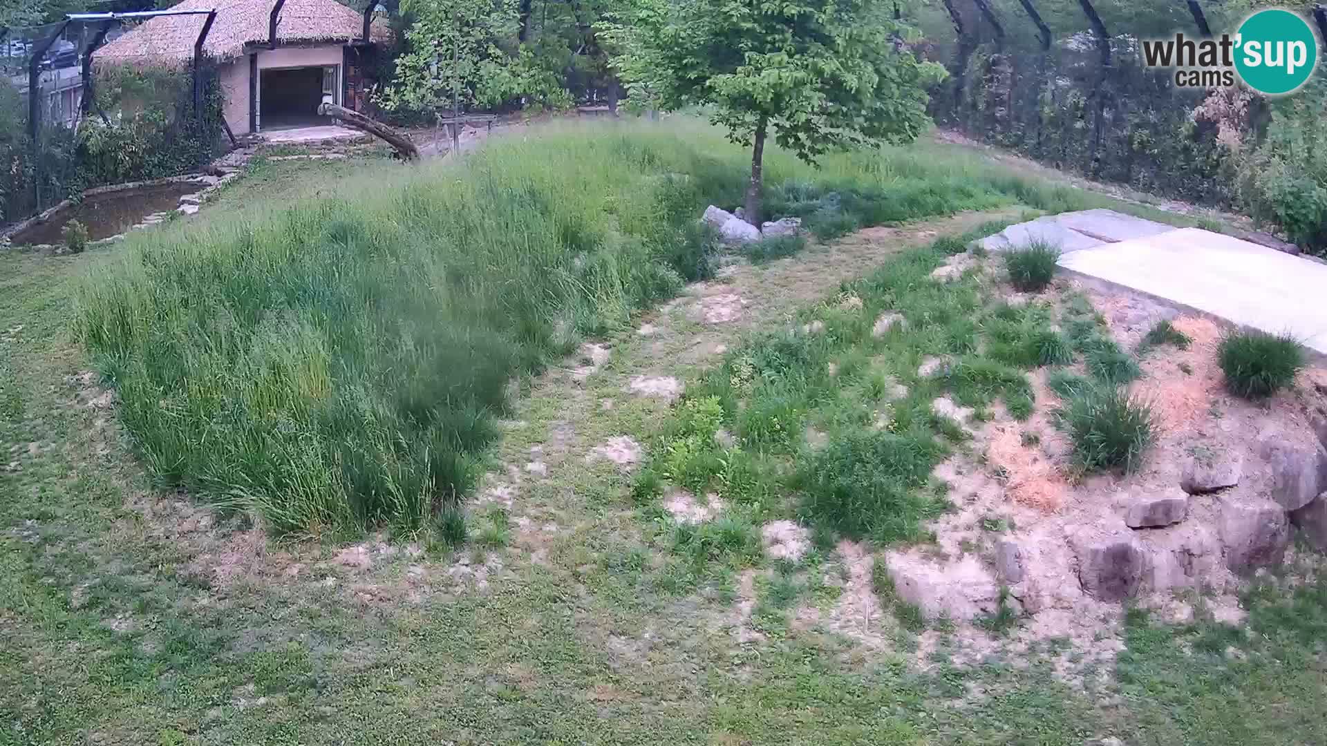 Zoo Ljubljana web kamera Lavovi