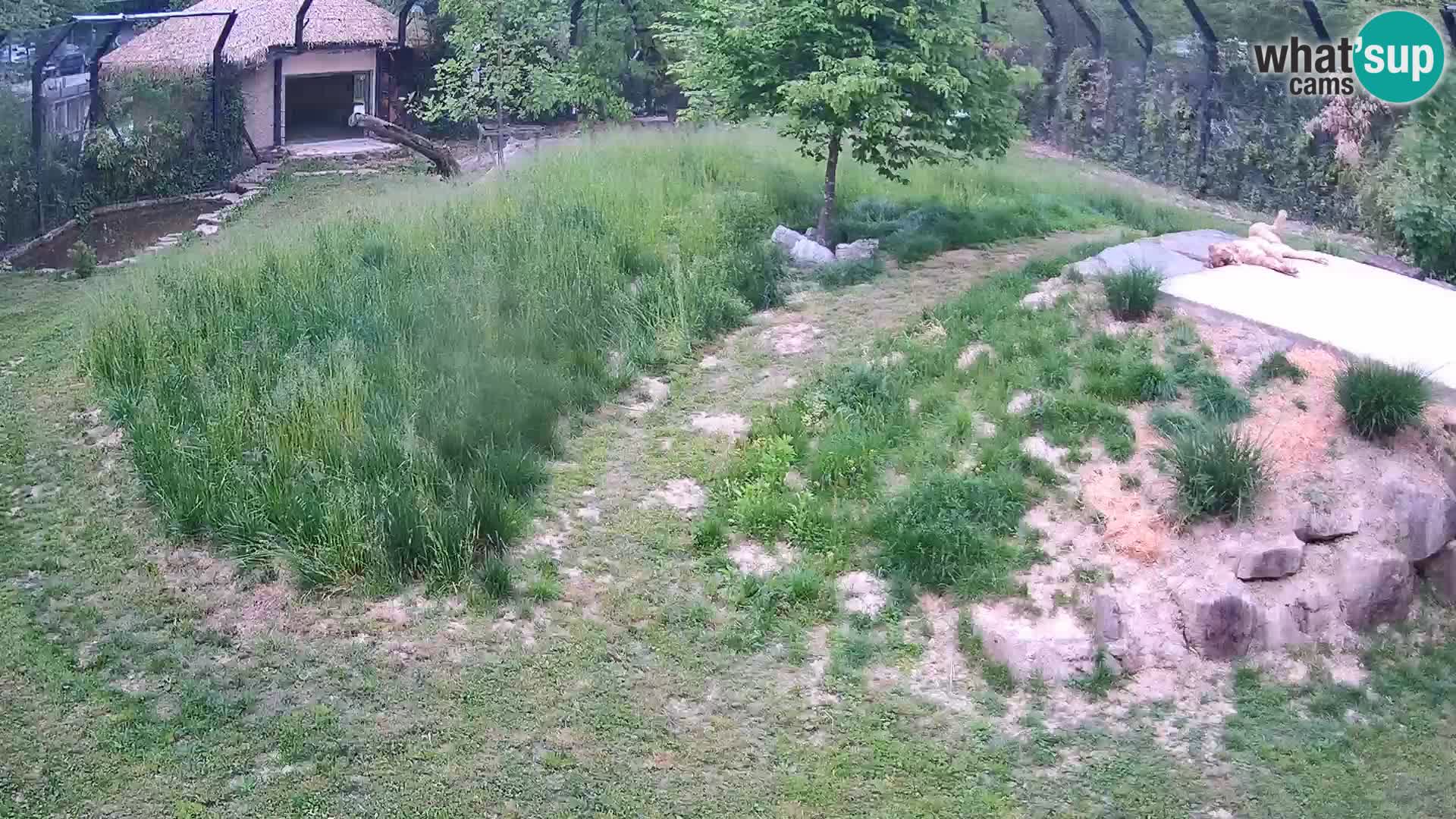Live Ljubljana Zoo webcam Lion