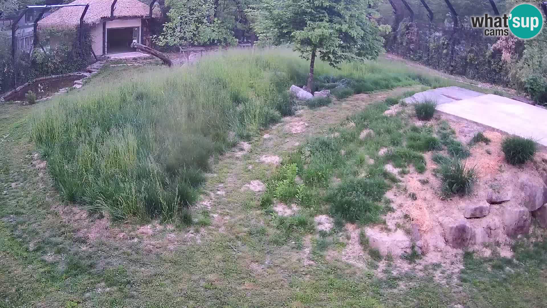 Ljubljana Zoo webcam Lion