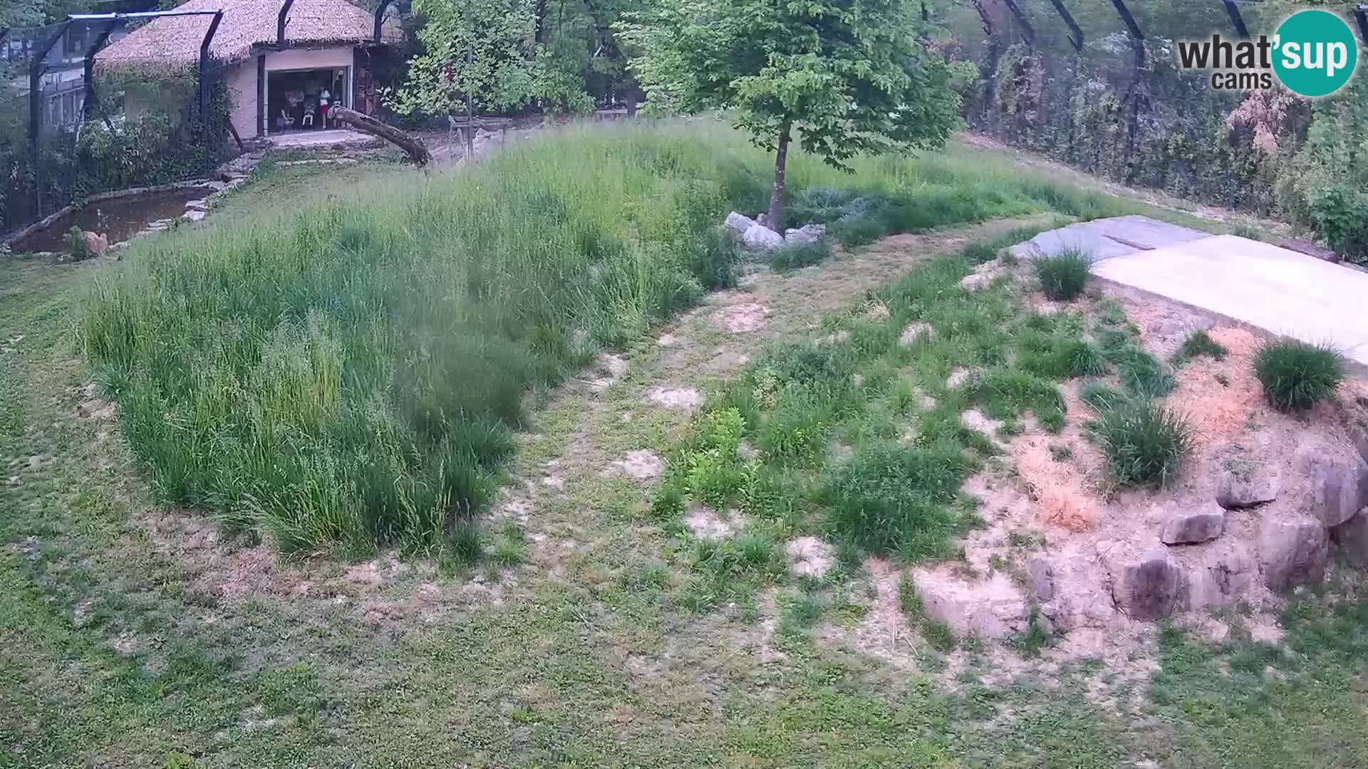 Zoo Lubiana live webcam Leoni