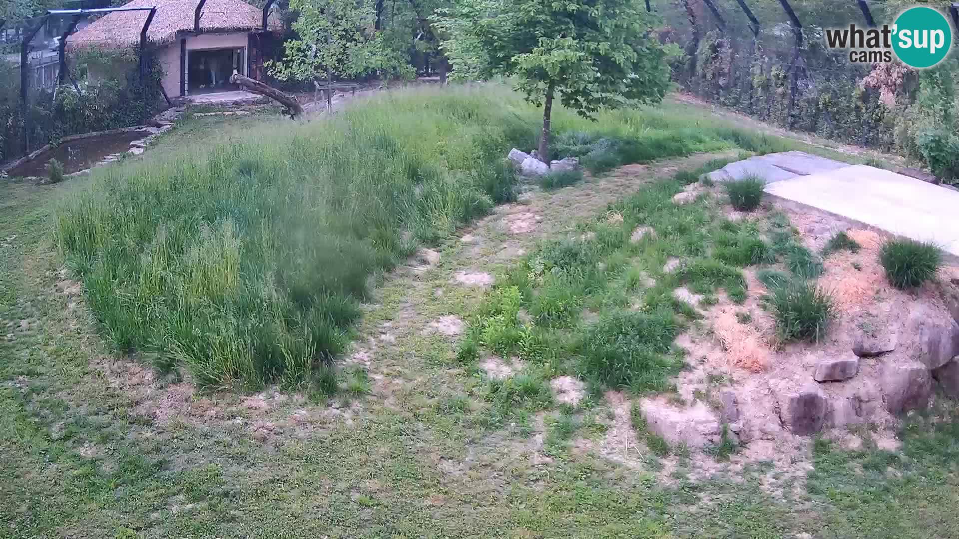 Ljubljana Zoo webcam Lion