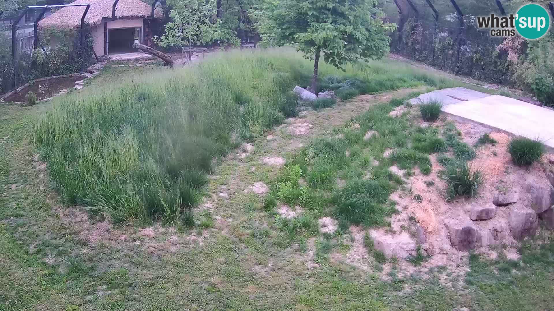 Zoo Lubiana live webcam Leoni