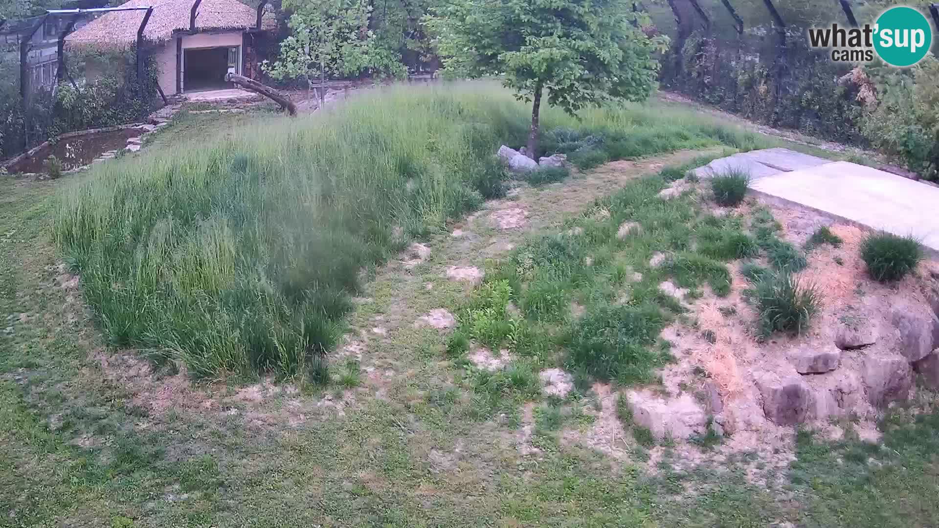 Ljubljana Zoo webcam Lion