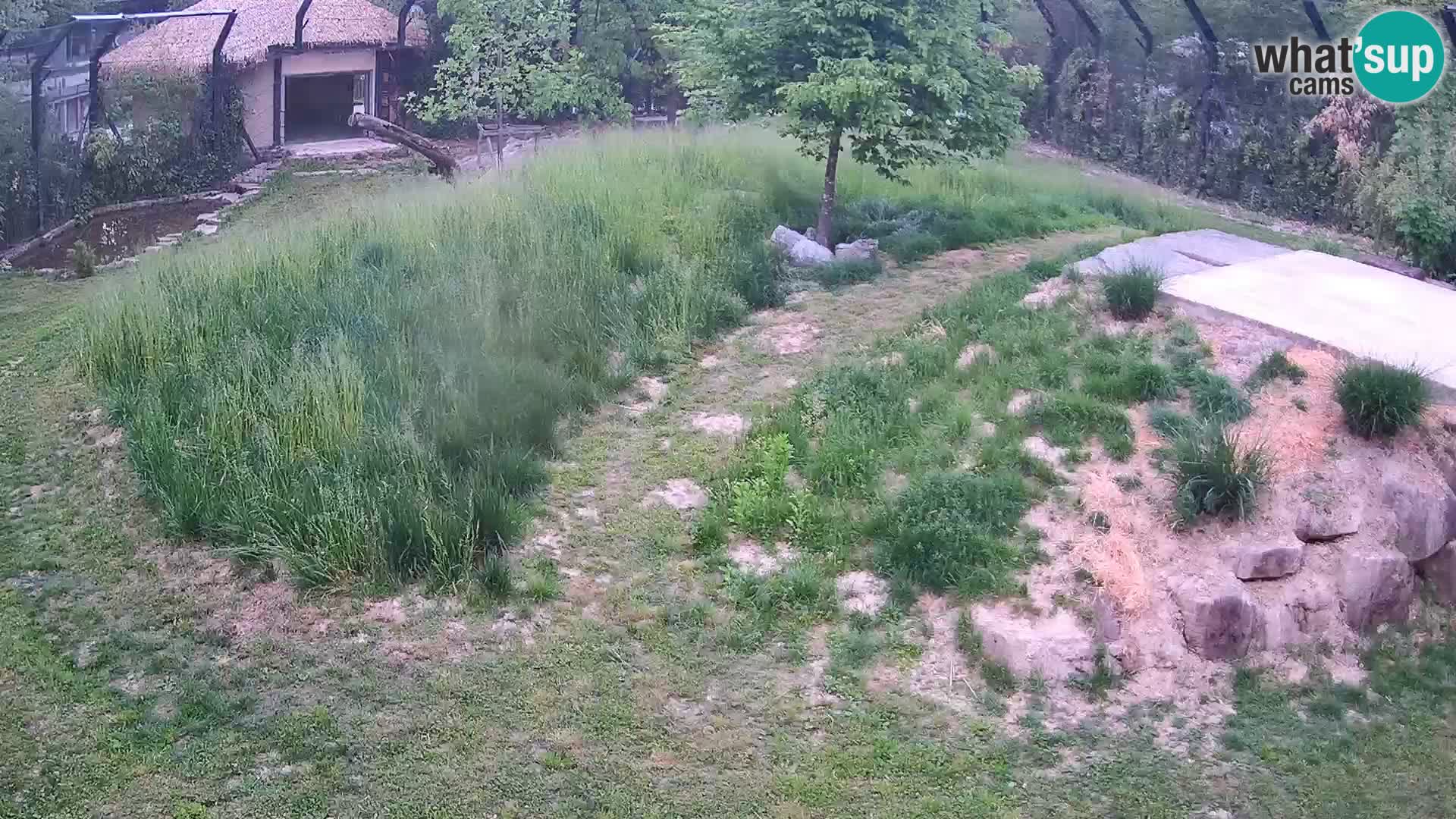 Live Ljubljana Zoo webcam Lion