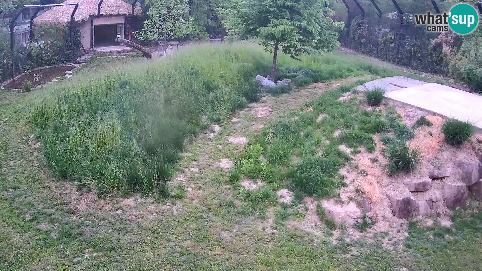 Live Ljubljana Zoo webcam Lion