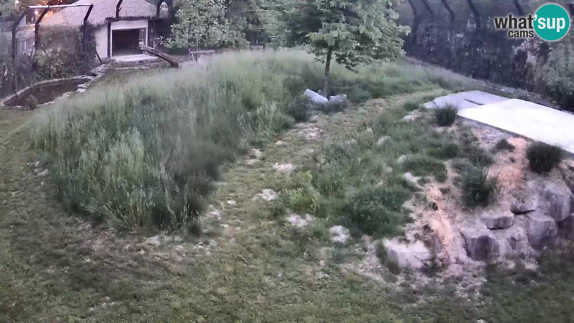Zoo Ljubljana webcam Löwen